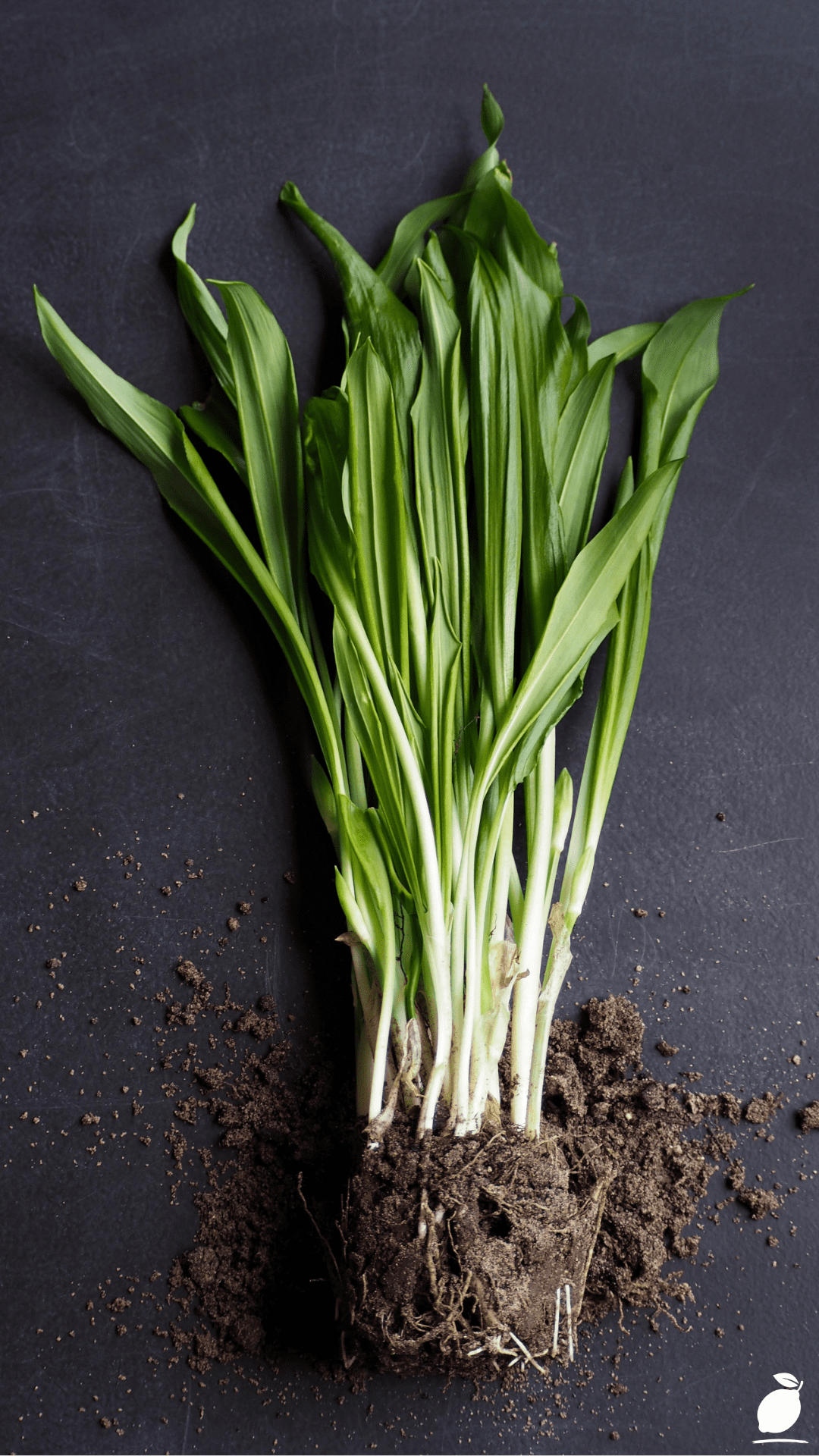 Citronella Plant Guide: How to Grow & Care