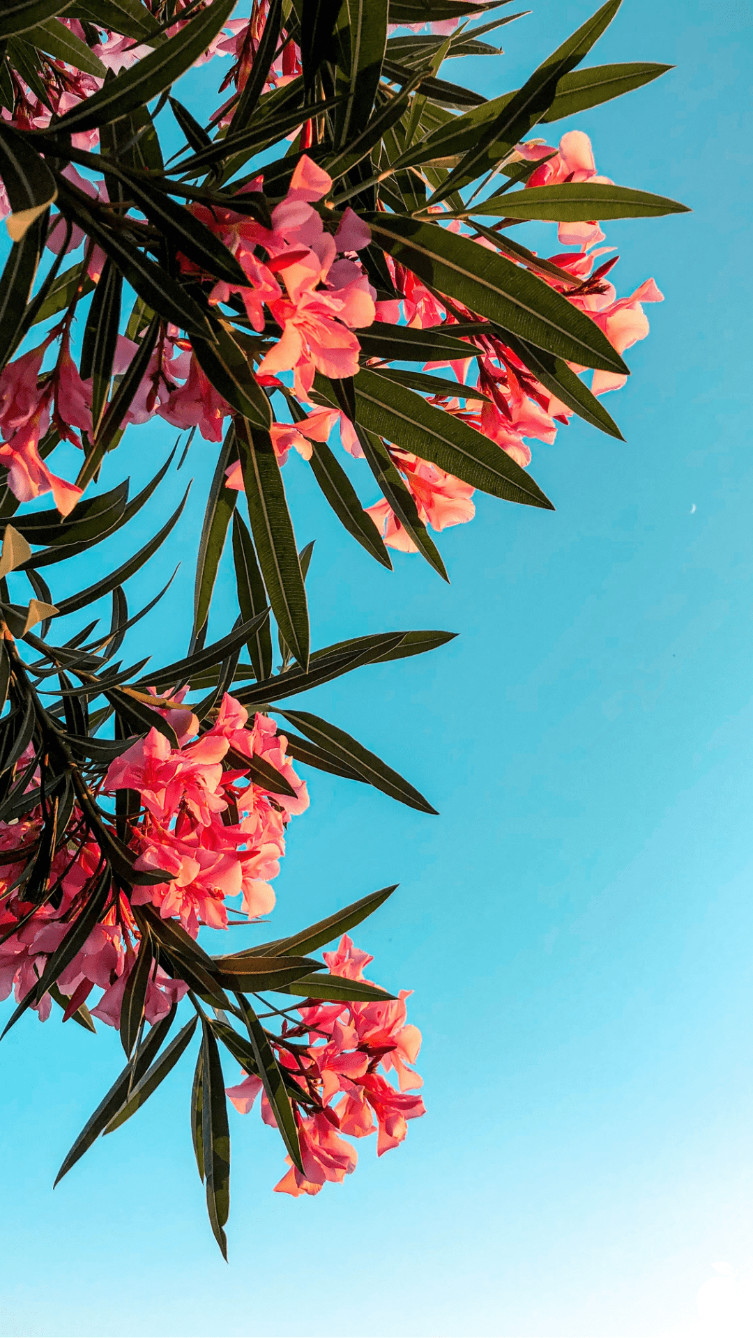 Summer Flowers That Love Full Sun and Heat