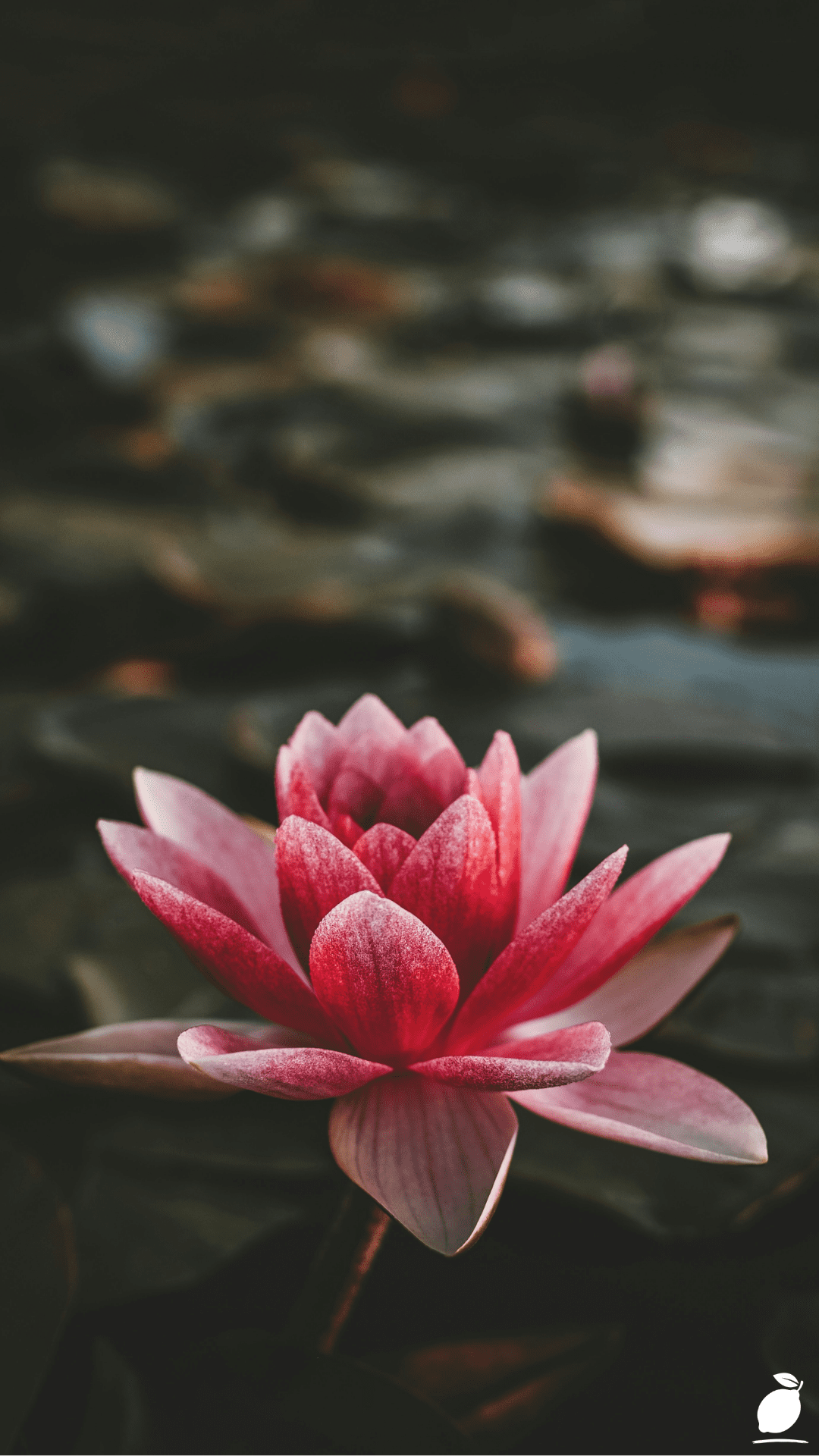 Flower Types: A Comprehensive Guide with Pretty Pictures