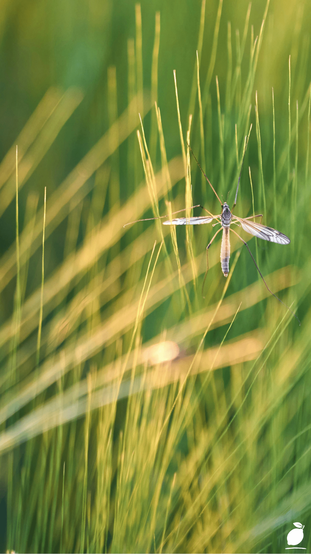 How to Get Rid of Gnats in the House Naturally