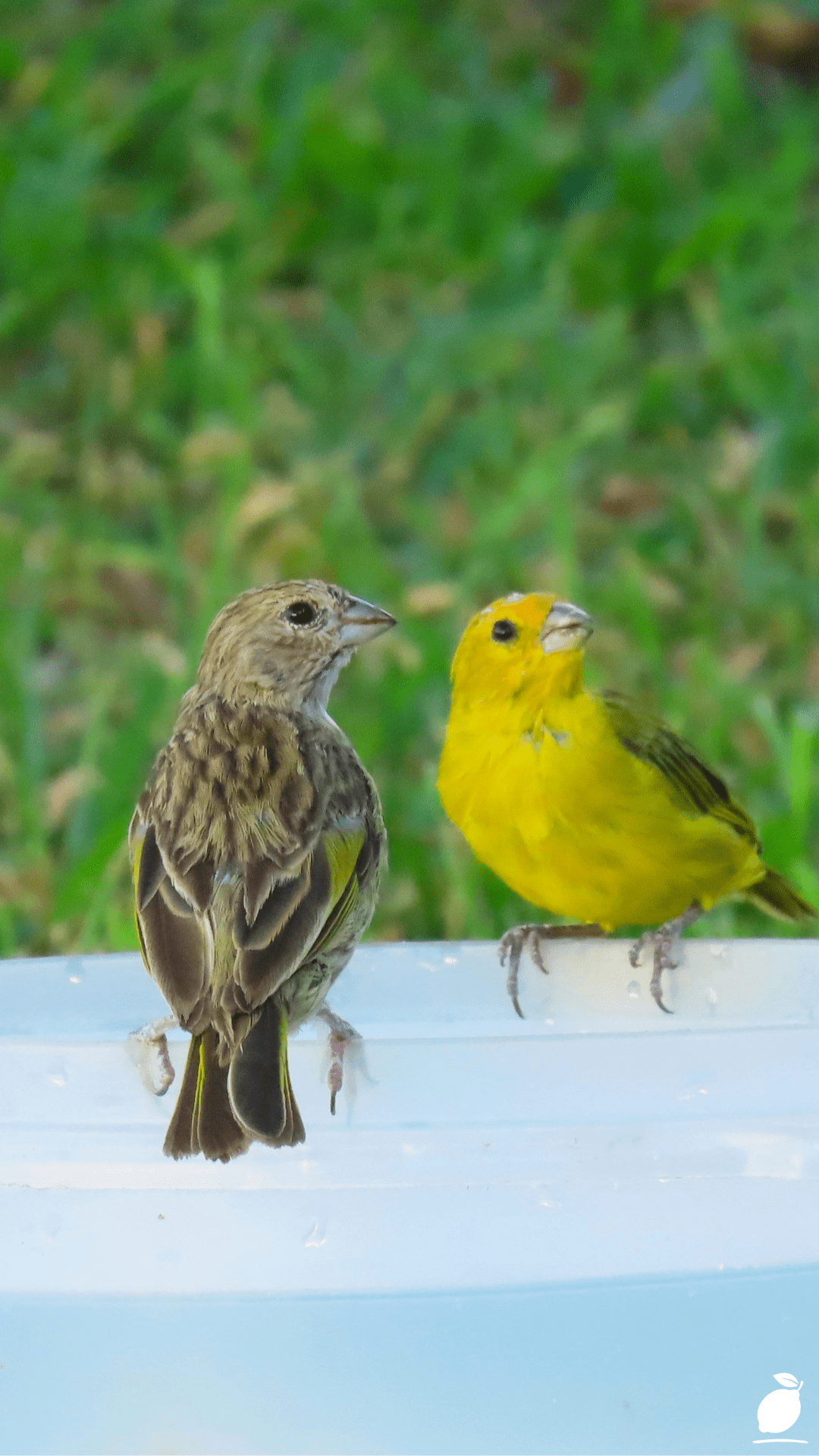 Create a Hanging Diy Bird Bath Using a Plastic Bottle