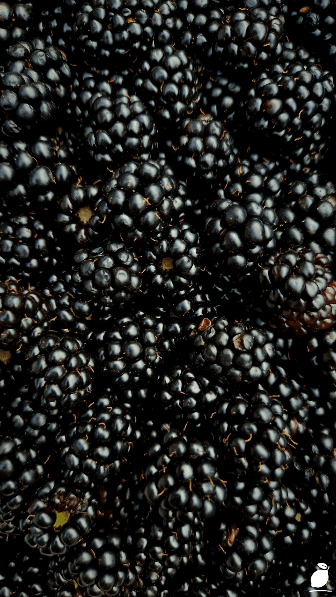 The Best Place to Plant Blackberries