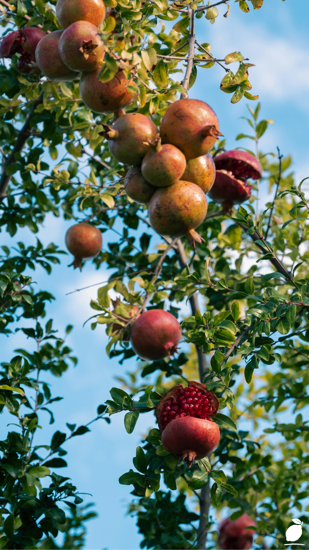 How to Grow a Pomegranate Tree in a Pot Easily