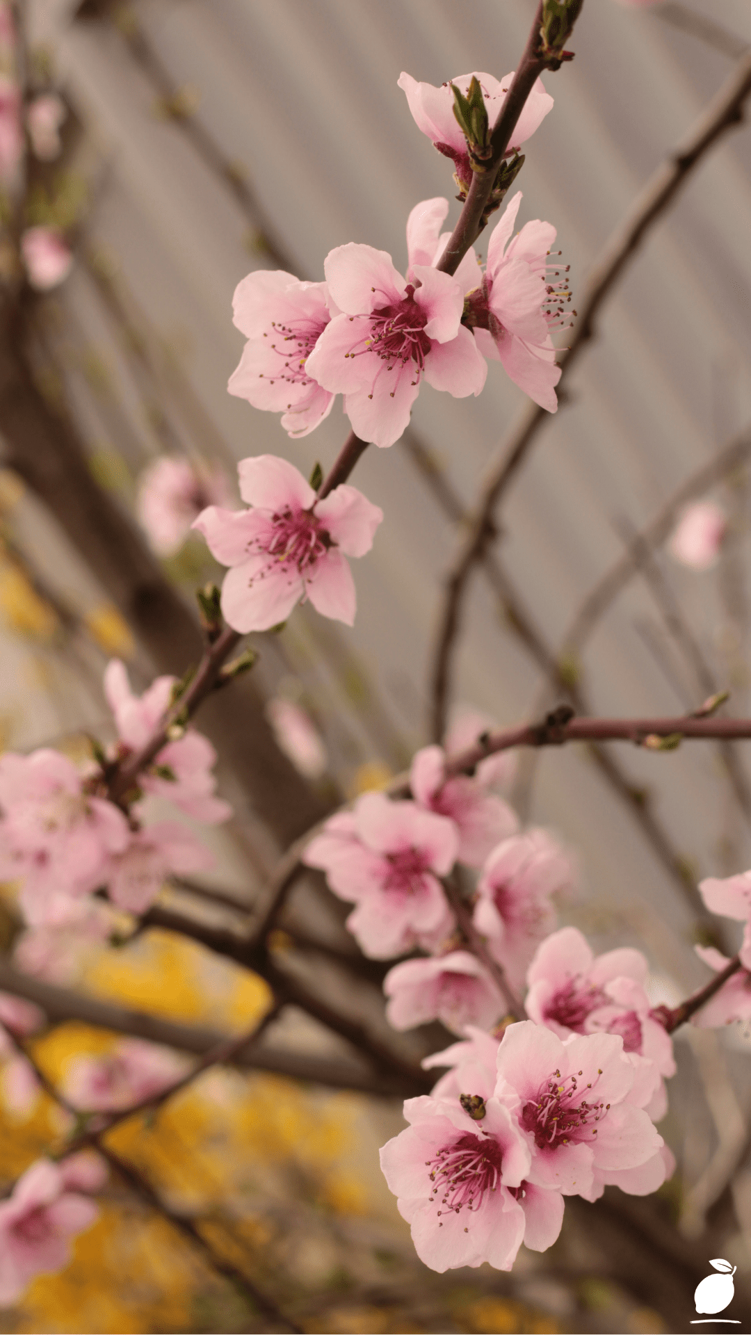 Tips For Growing Cherry Trees
