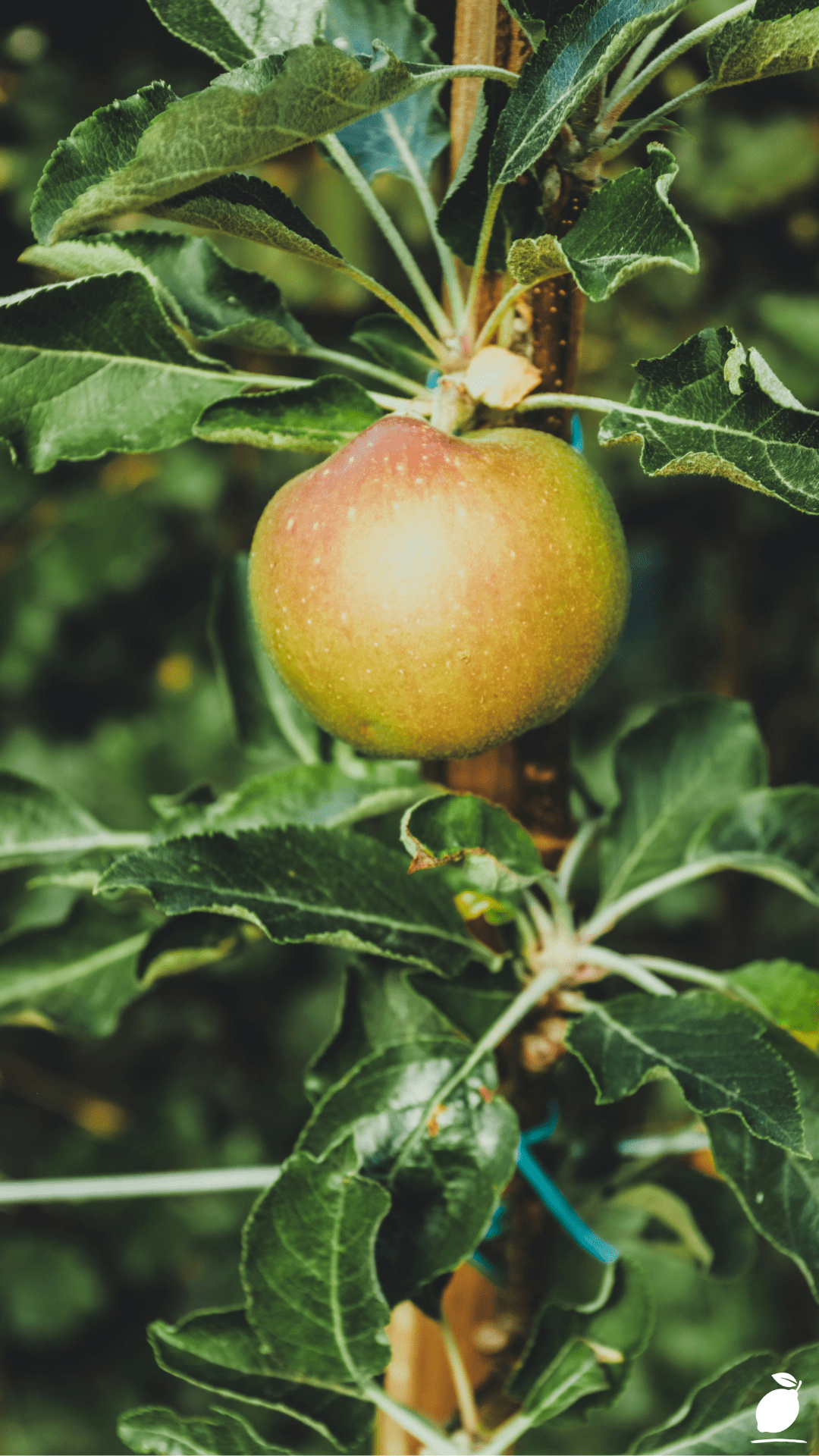 Tips For Growing Cherry Trees