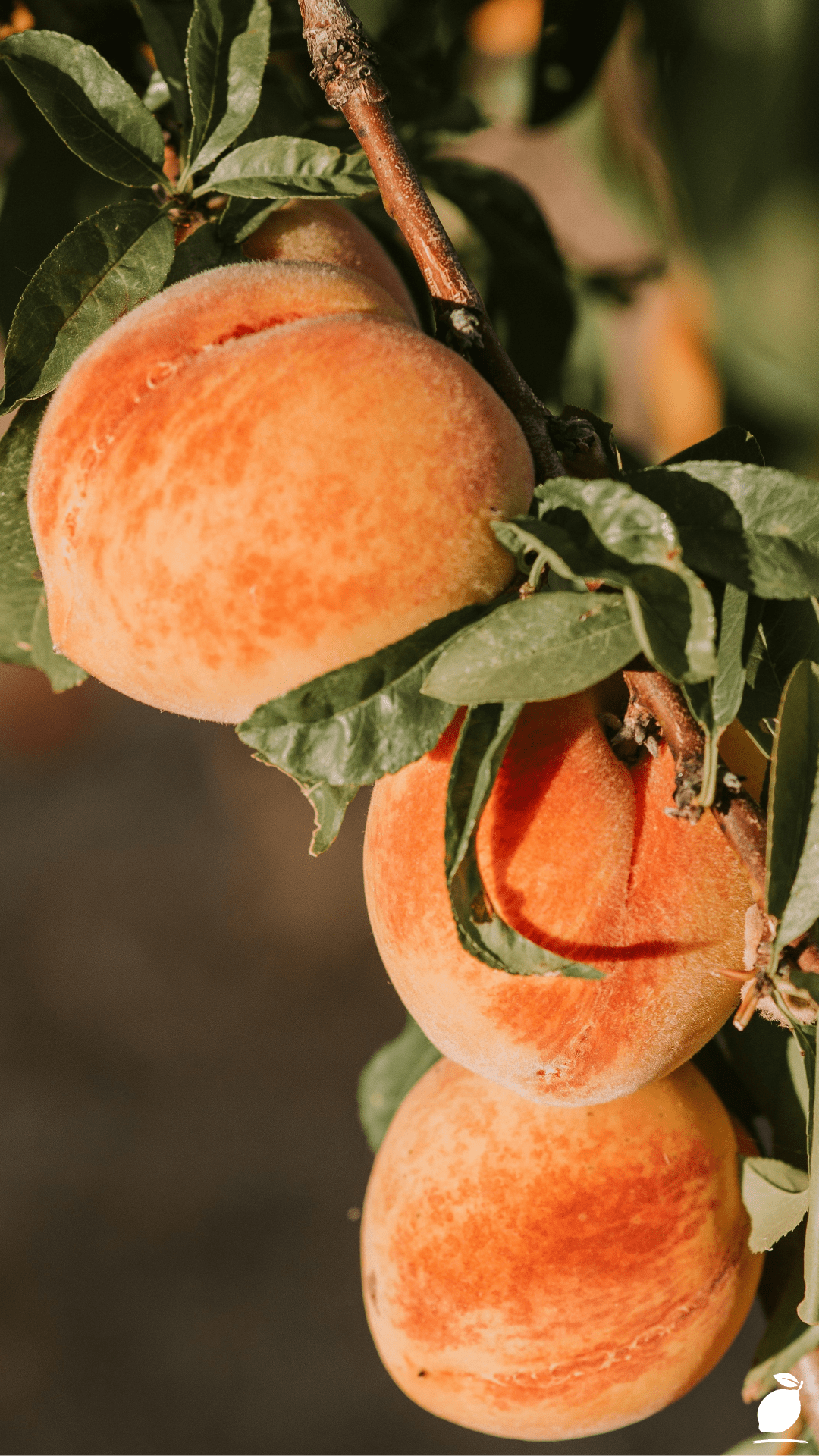How To Keep a Peach Tree Small