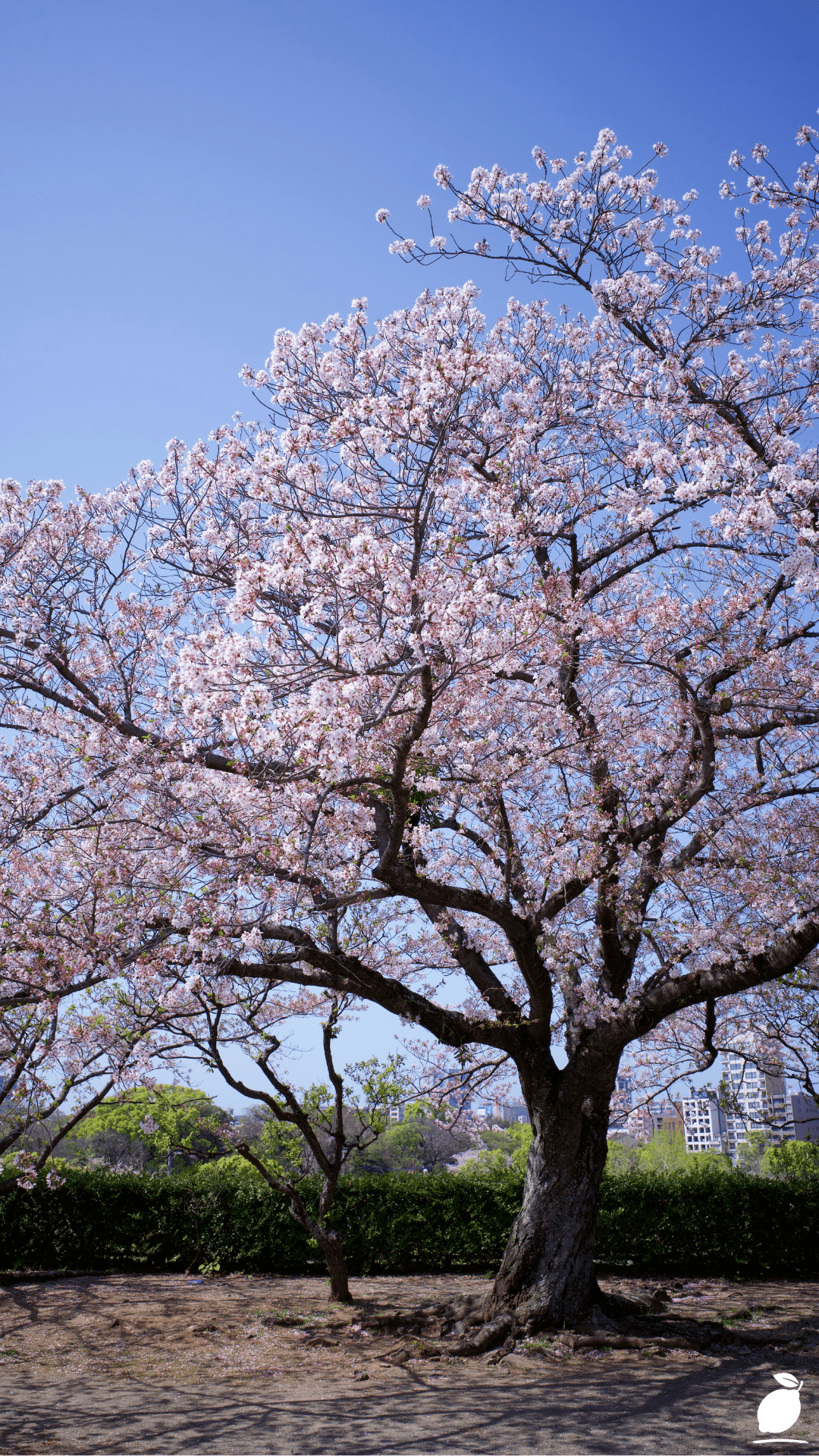 How to Grow a Cherry Blossom Tree