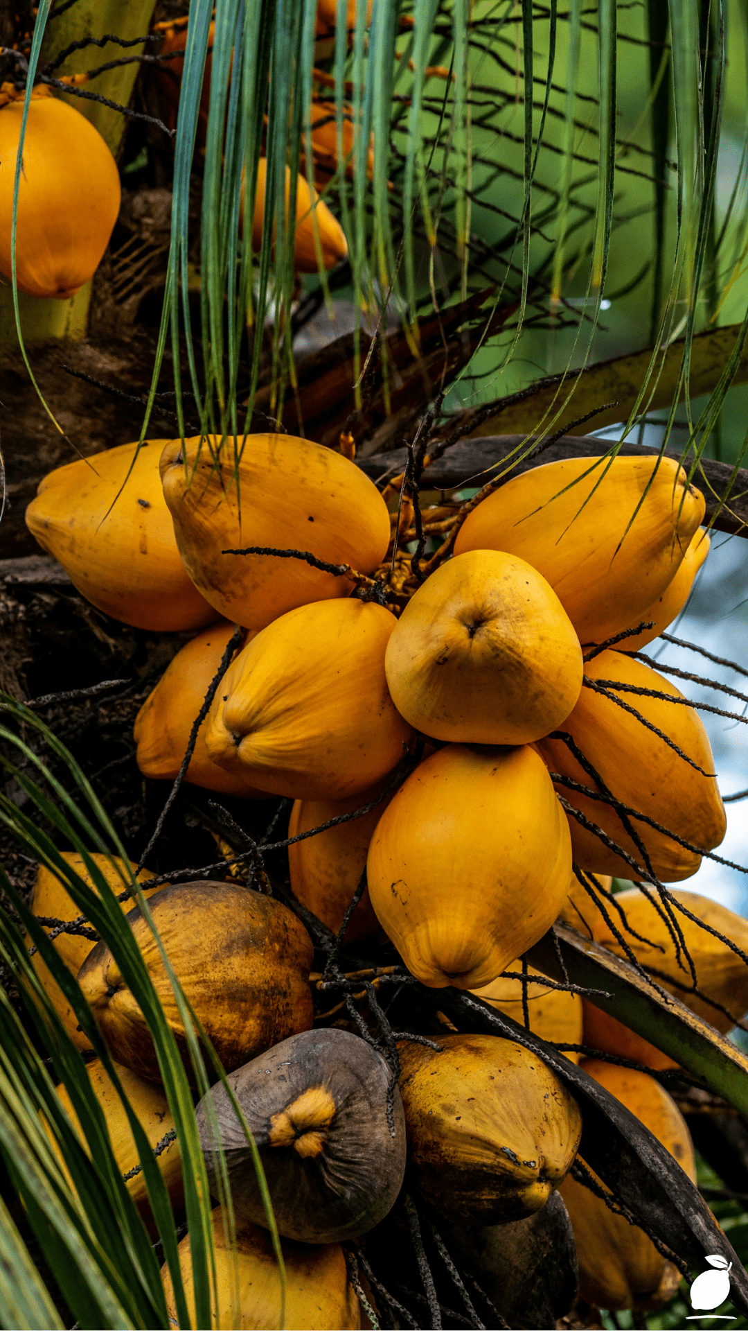 The Difference Between Palm Trees and Coconut Trees