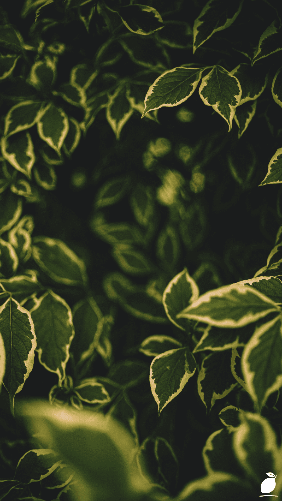 Transform Your Landscape with Evergreen Shrubs