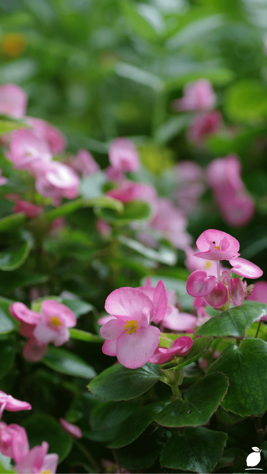 Transforming Your Garden with Vibrant Begonias in Pots