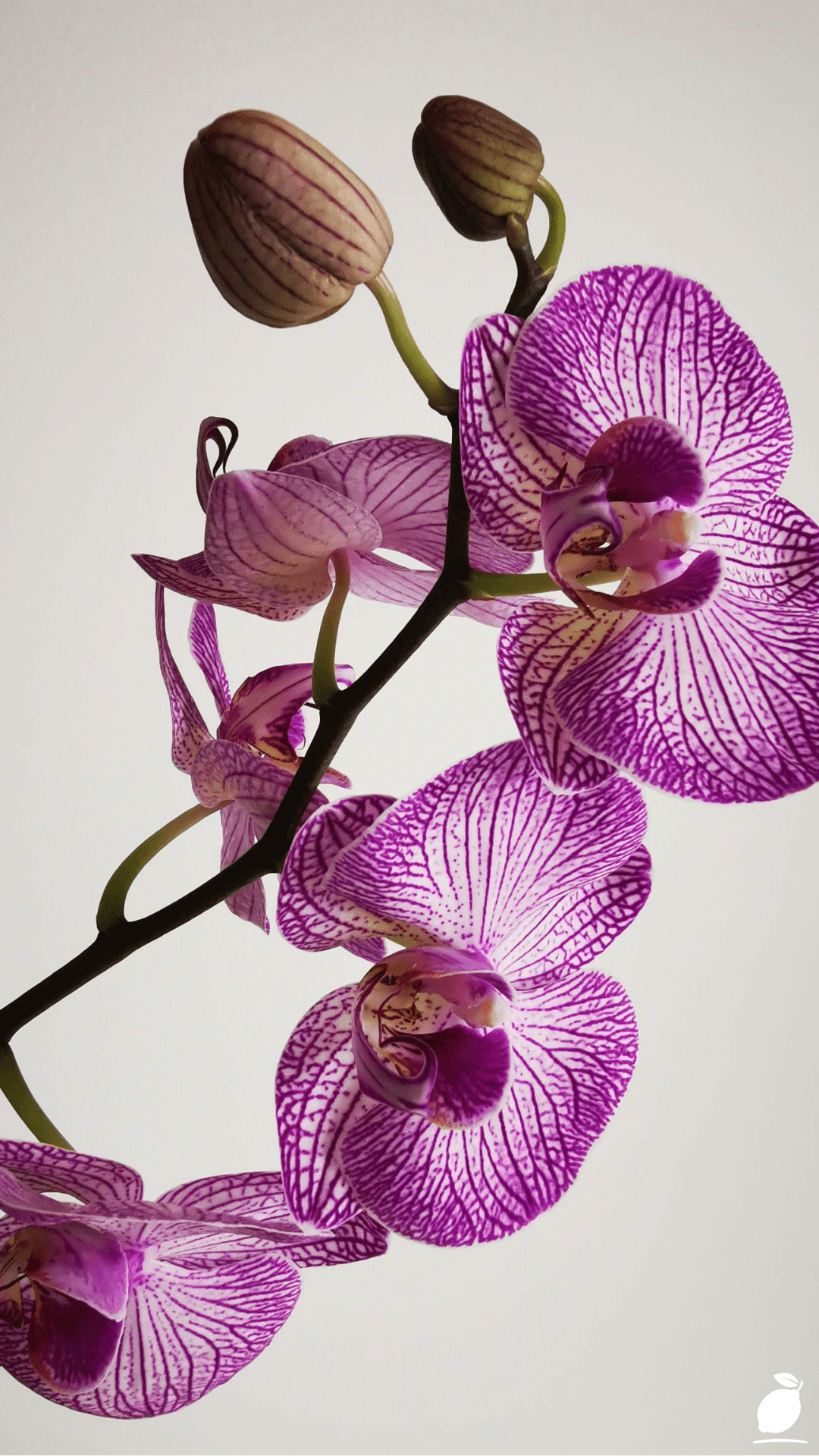 How To Make Orchids Bloom Again