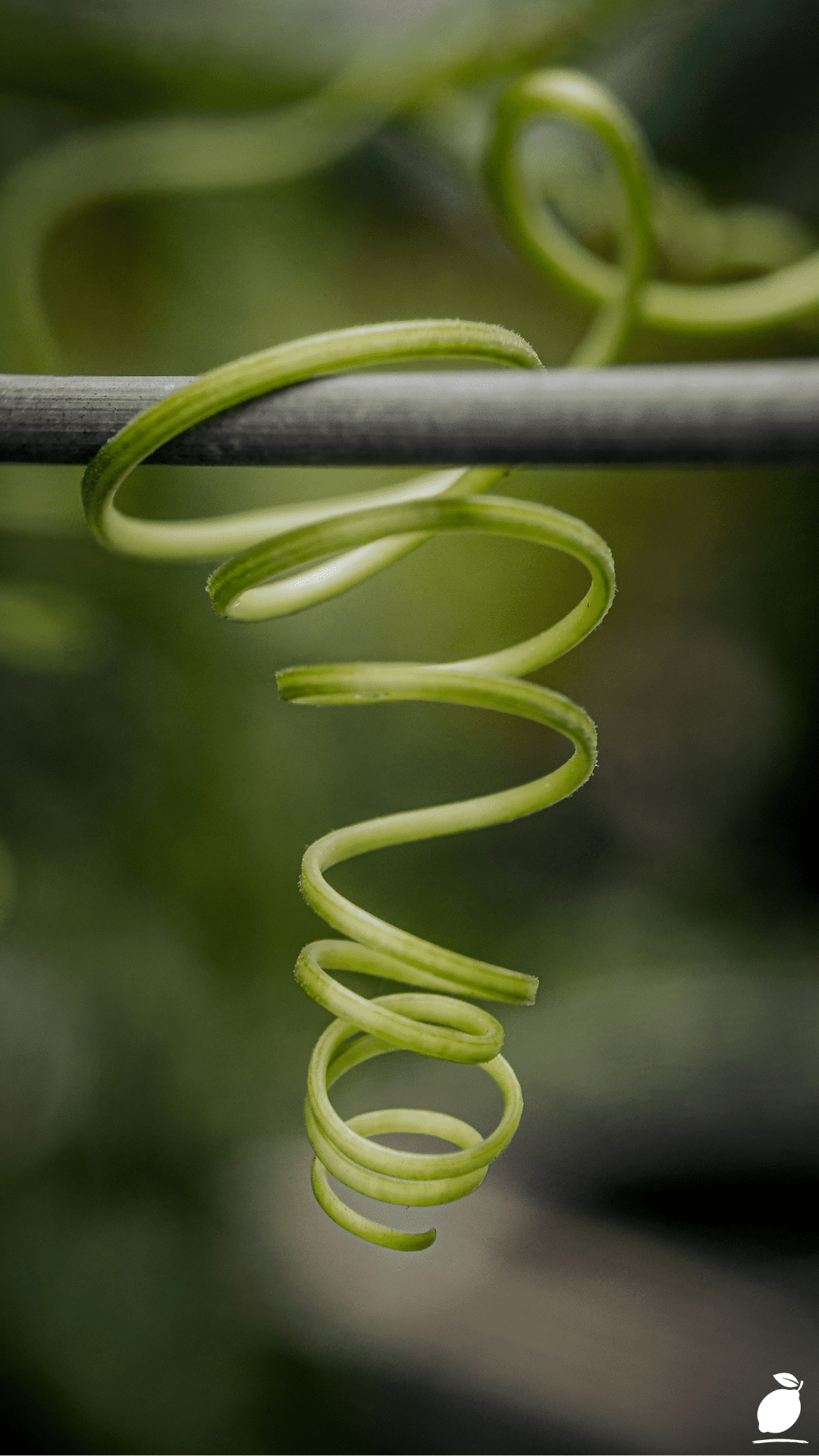 Frizzle Sizzle Albuca Spiralis Care Guide