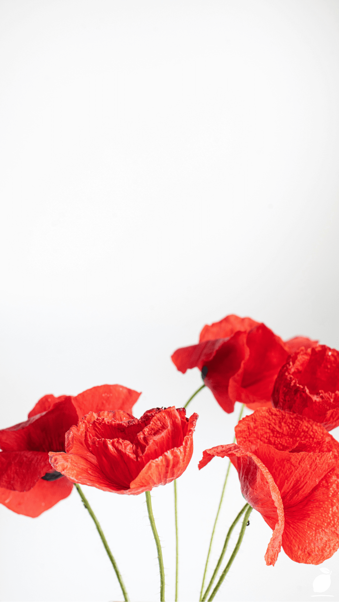 Poppy Flower Garden Care Guide