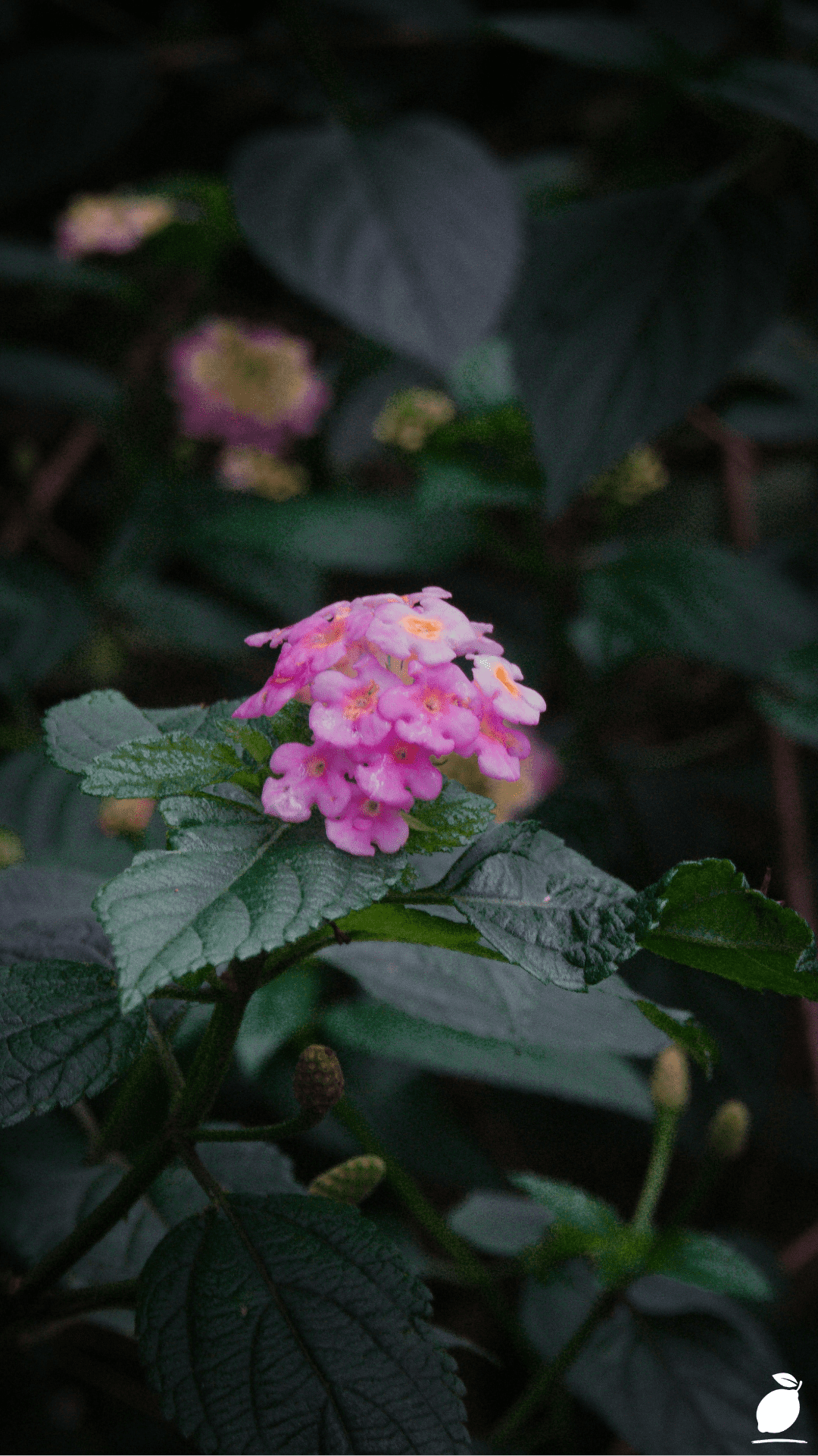 How To Grow Lantana Flowers In Pots