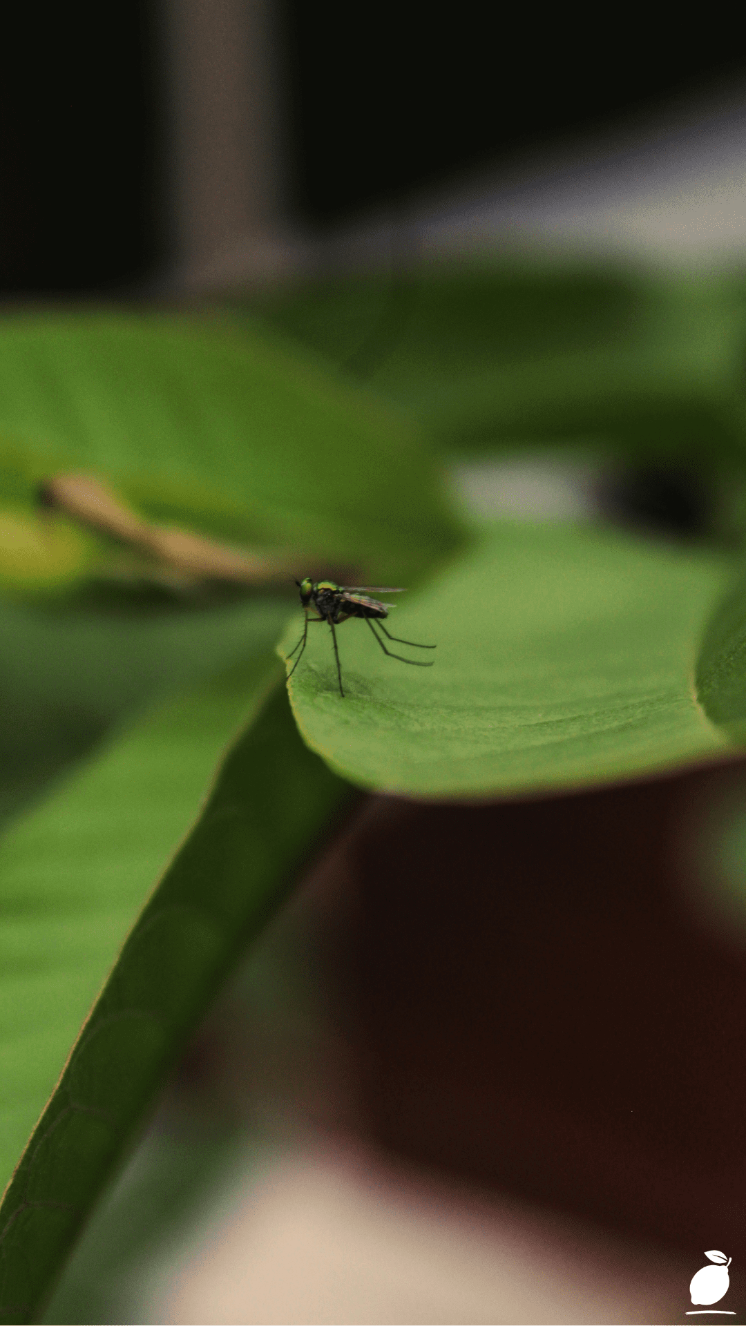 How Mosquito Repelling Plants End Summer Stress