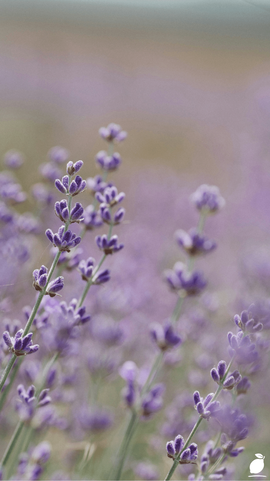 The Best Plants That Keep Bugs Away