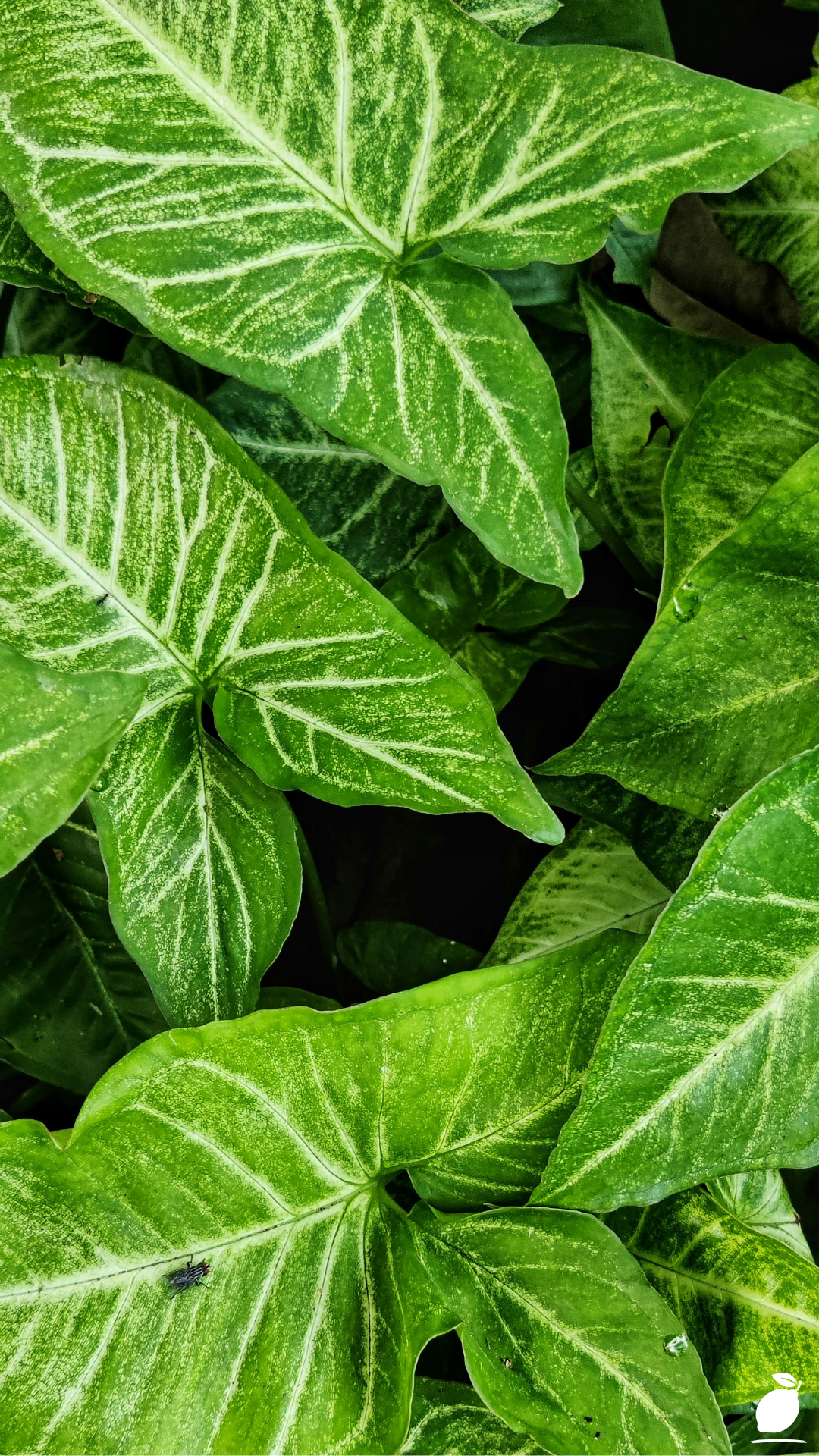 The Best Guide to Hostas Landscaping