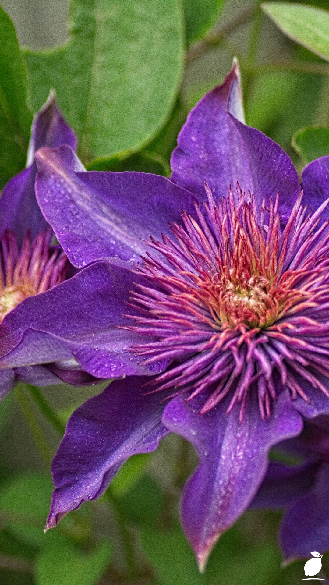 How to Grow Clematis in Containers