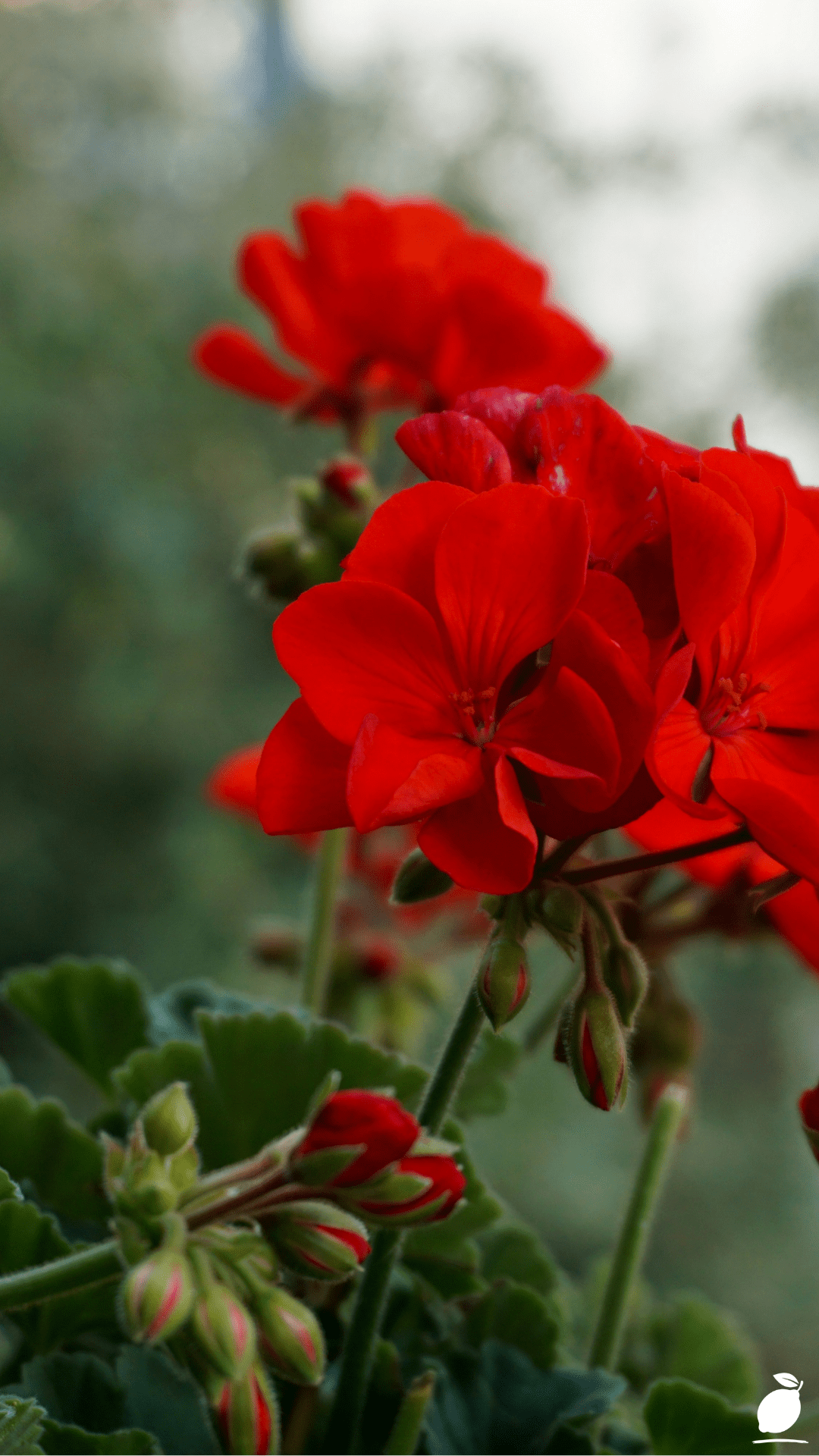 How to Grow and Care for Geraniums in Pots