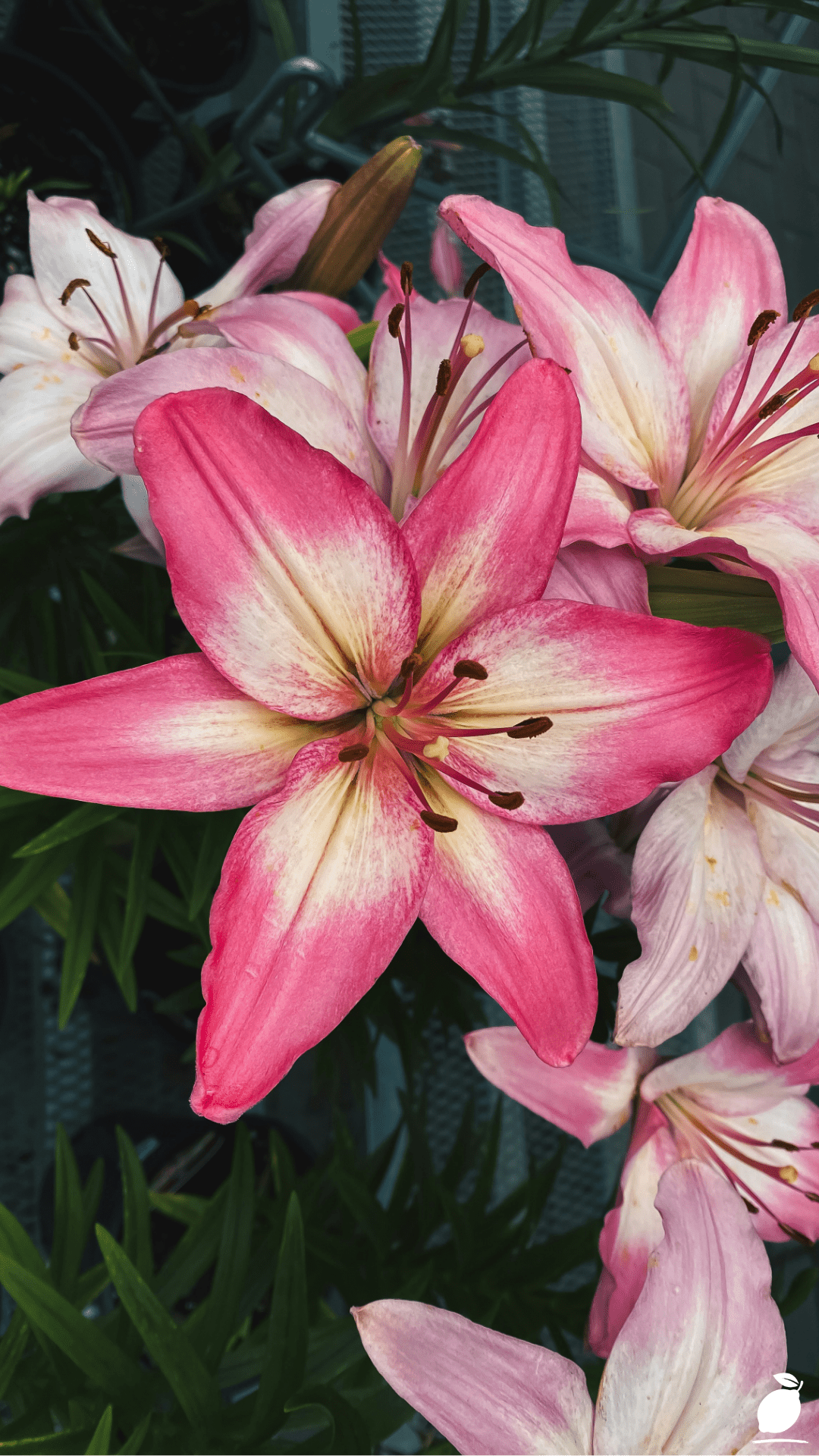 Long Lived Perennials That Thrive No Matter What