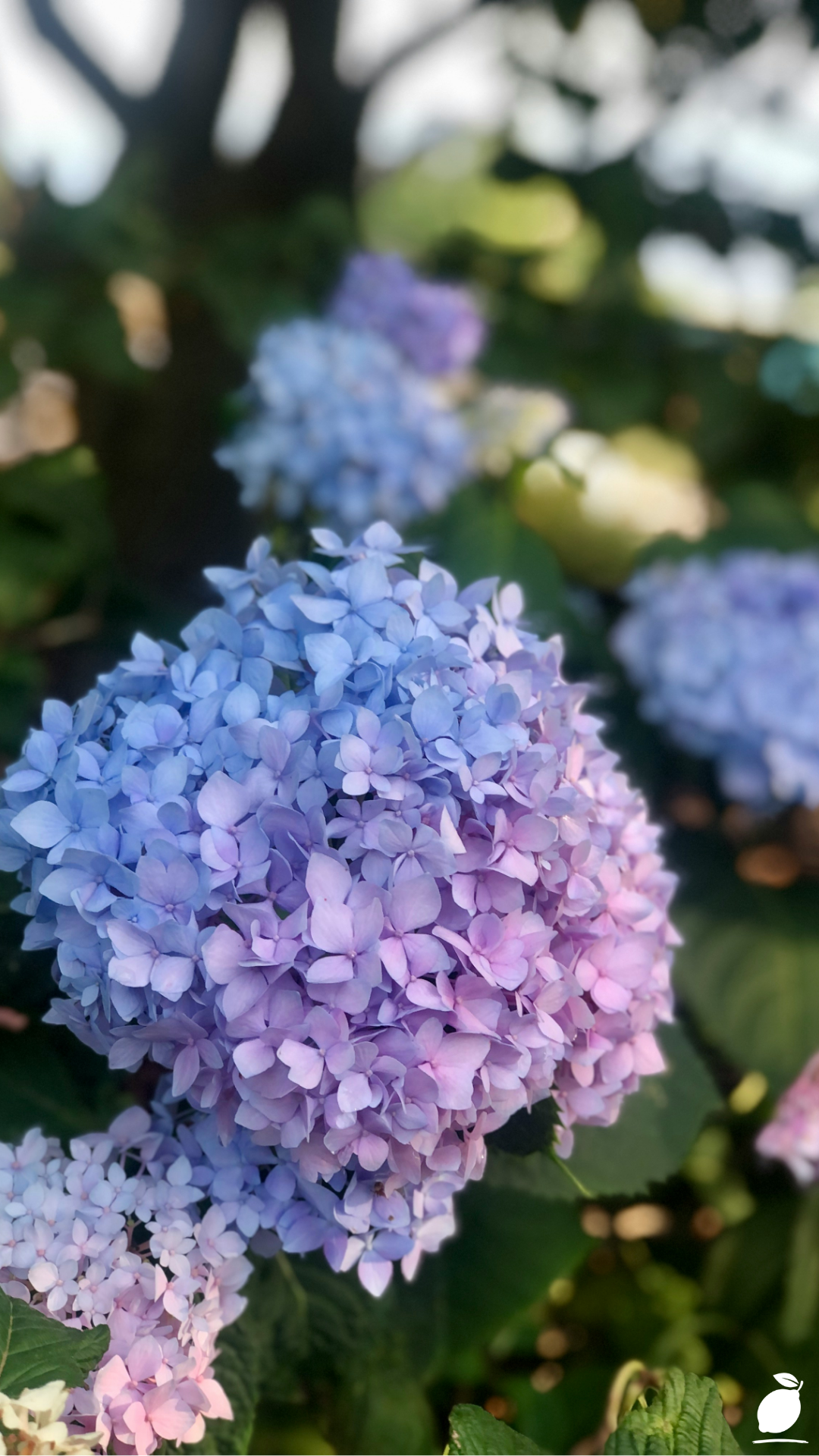 When to Pruning Hydrangeas