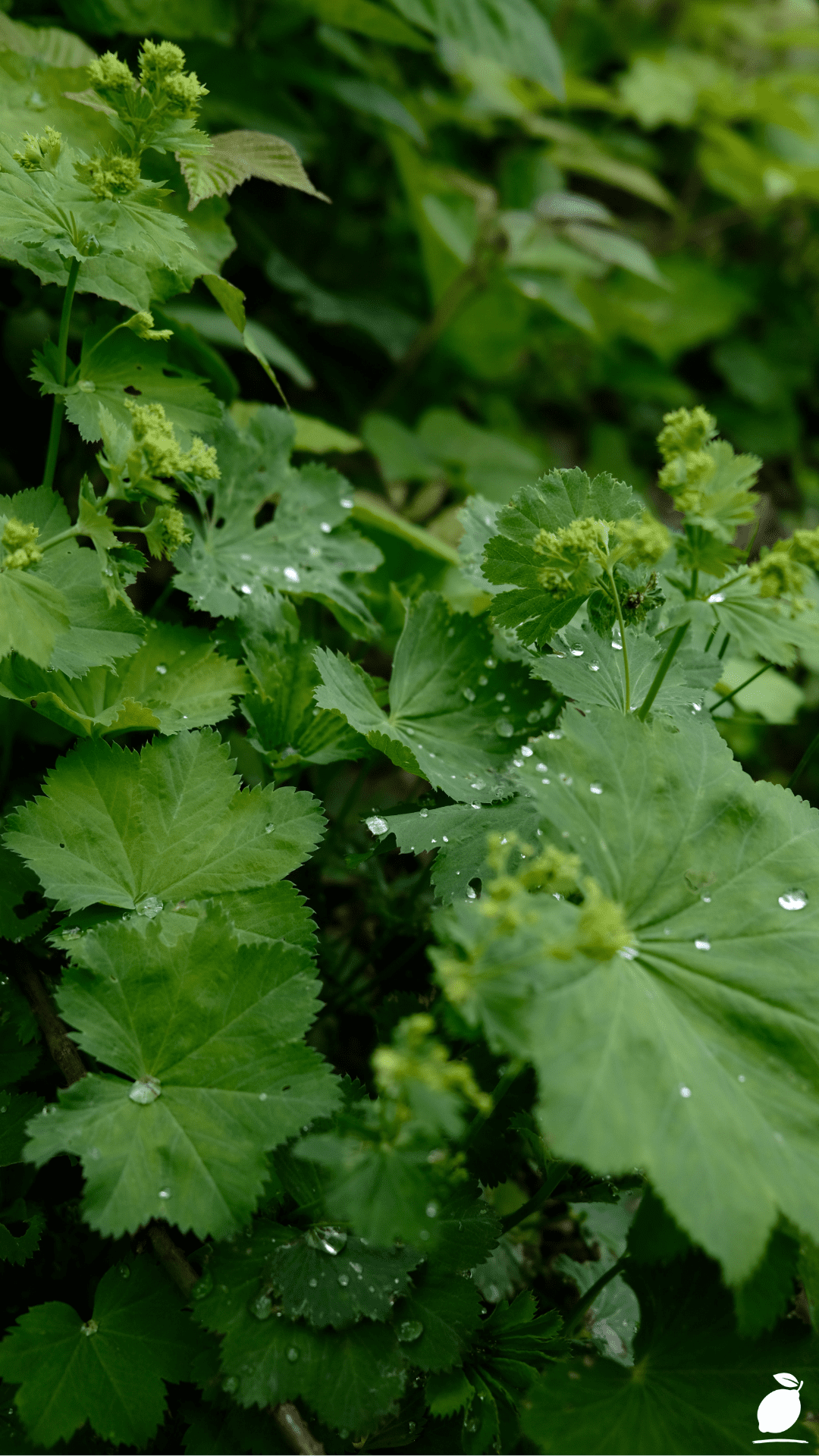 Hosta Companion Plants (What To Plant With Hostas)
