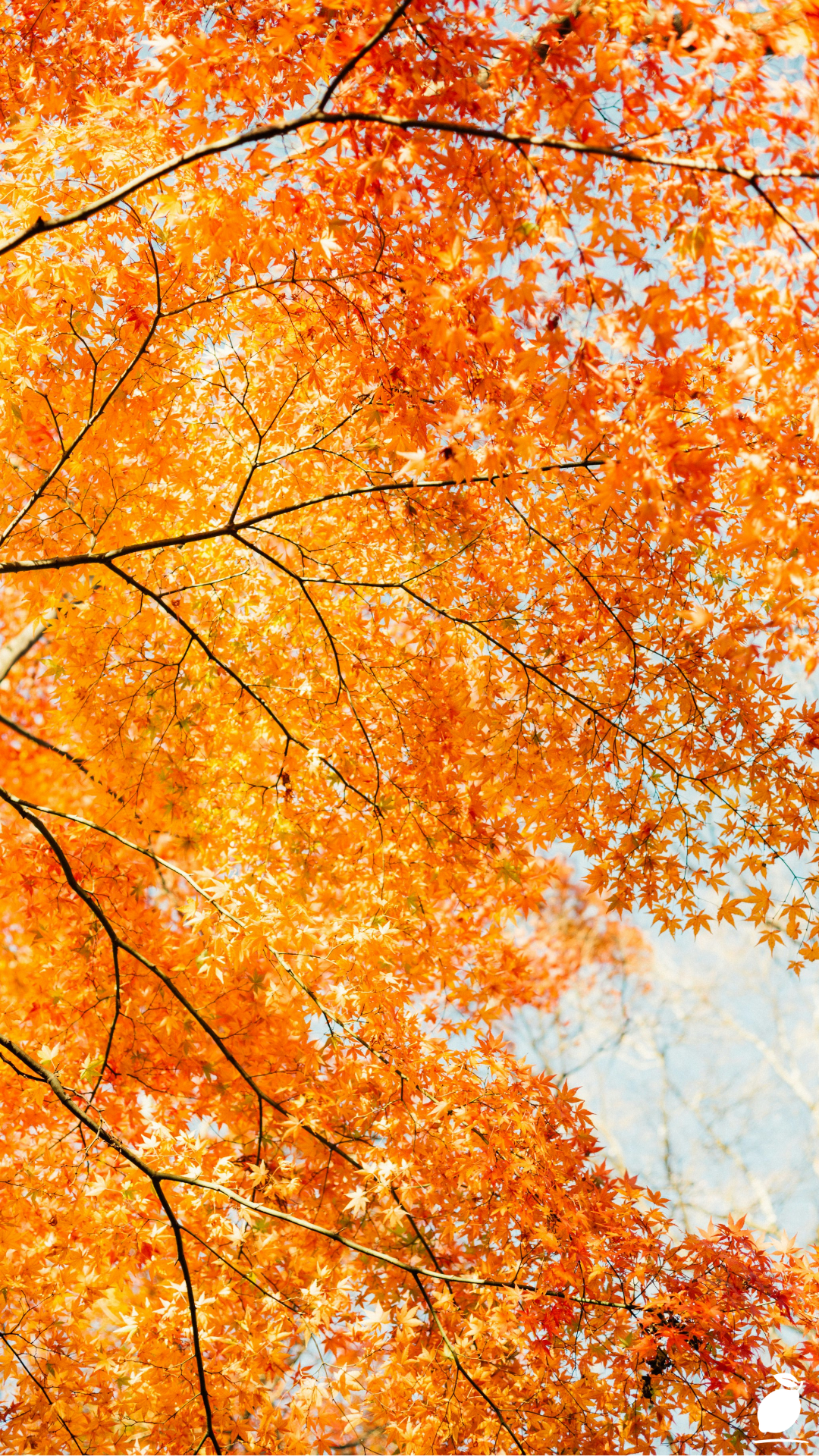 Things You May Be Surprised To Know About Japanese Maple Tree Landscape