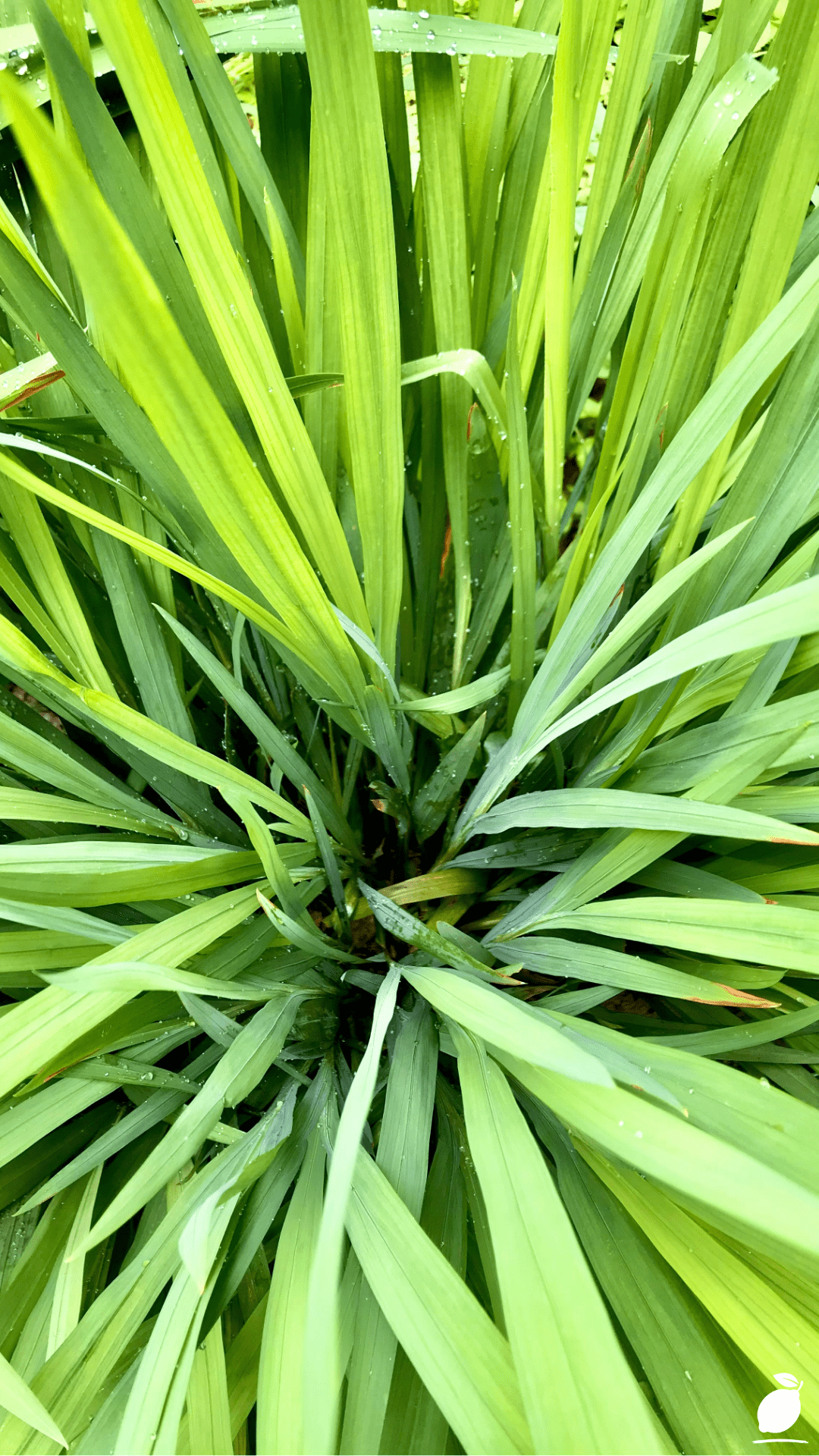 Citronella Plant Guide: How to Grow & Care
