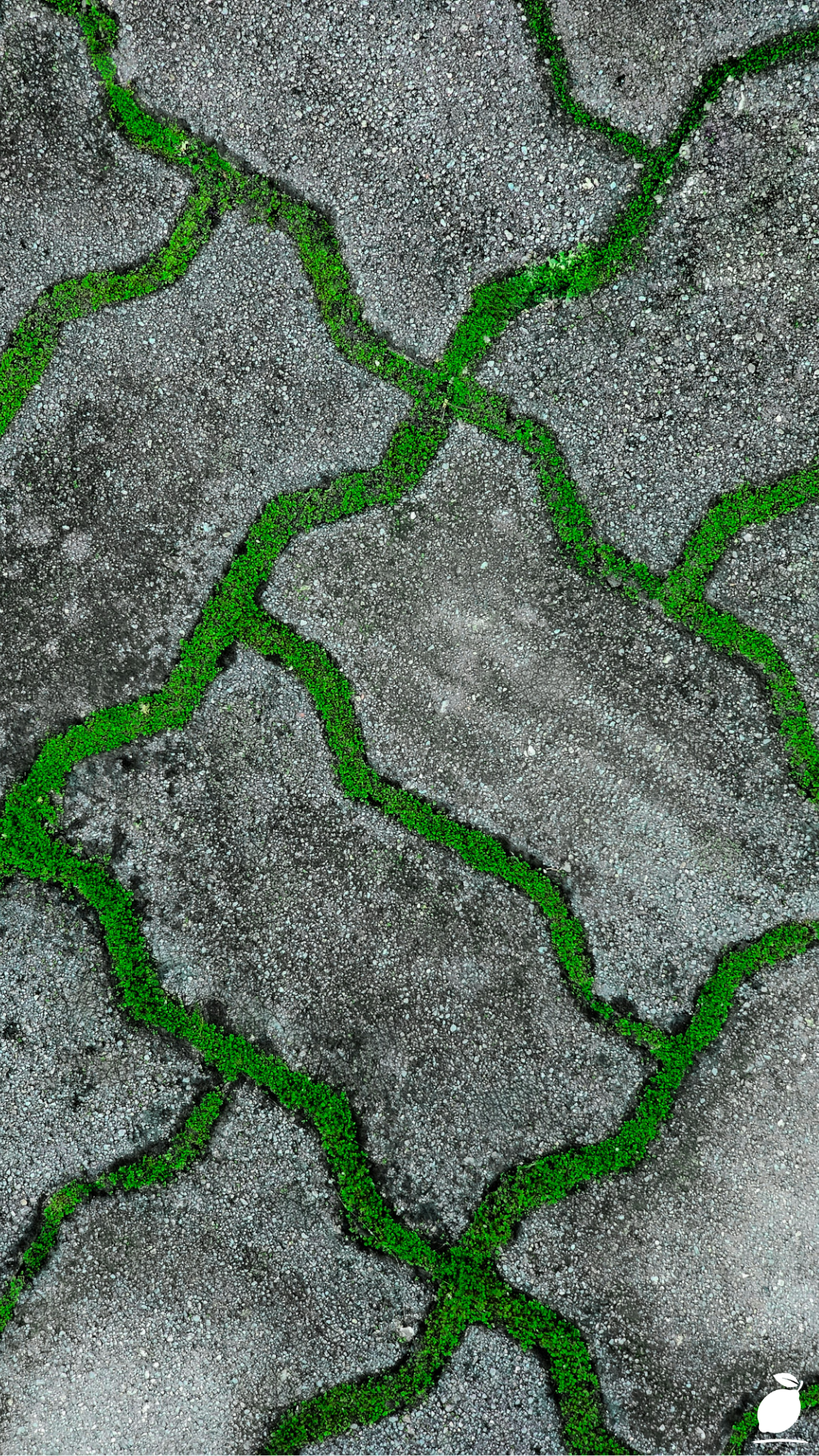 Restoring a Crumbling Flagstone Path
