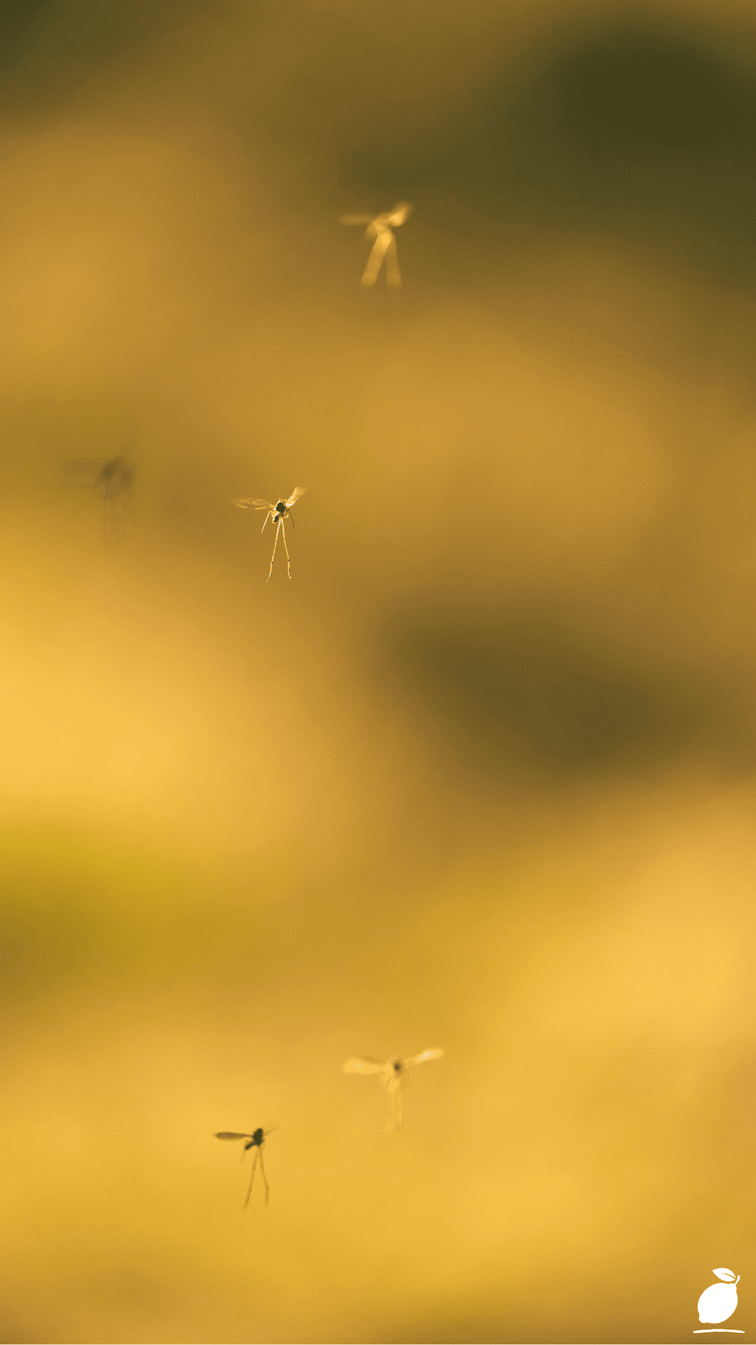 How to Get Rid of Gnats in the House Naturally