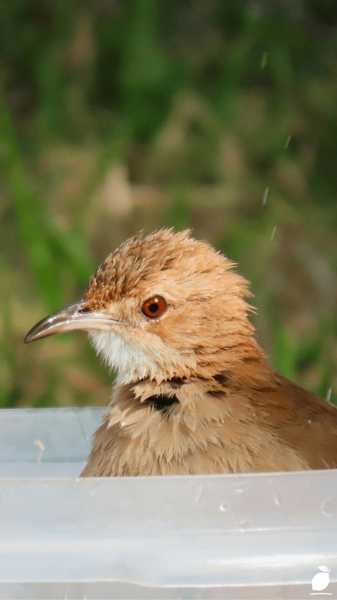Create a Hanging Diy Bird Bath Using a Plastic Bottle