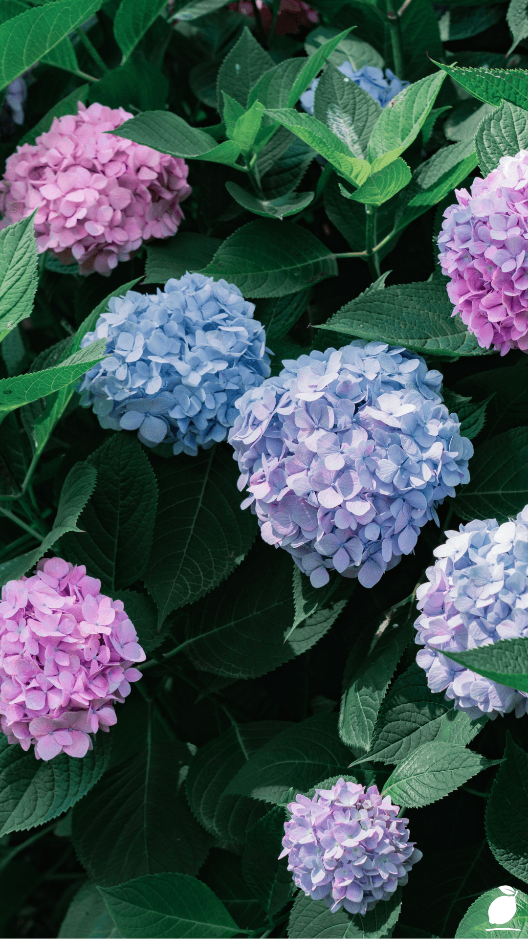 How to Use Baking Soda for Hydrangeas