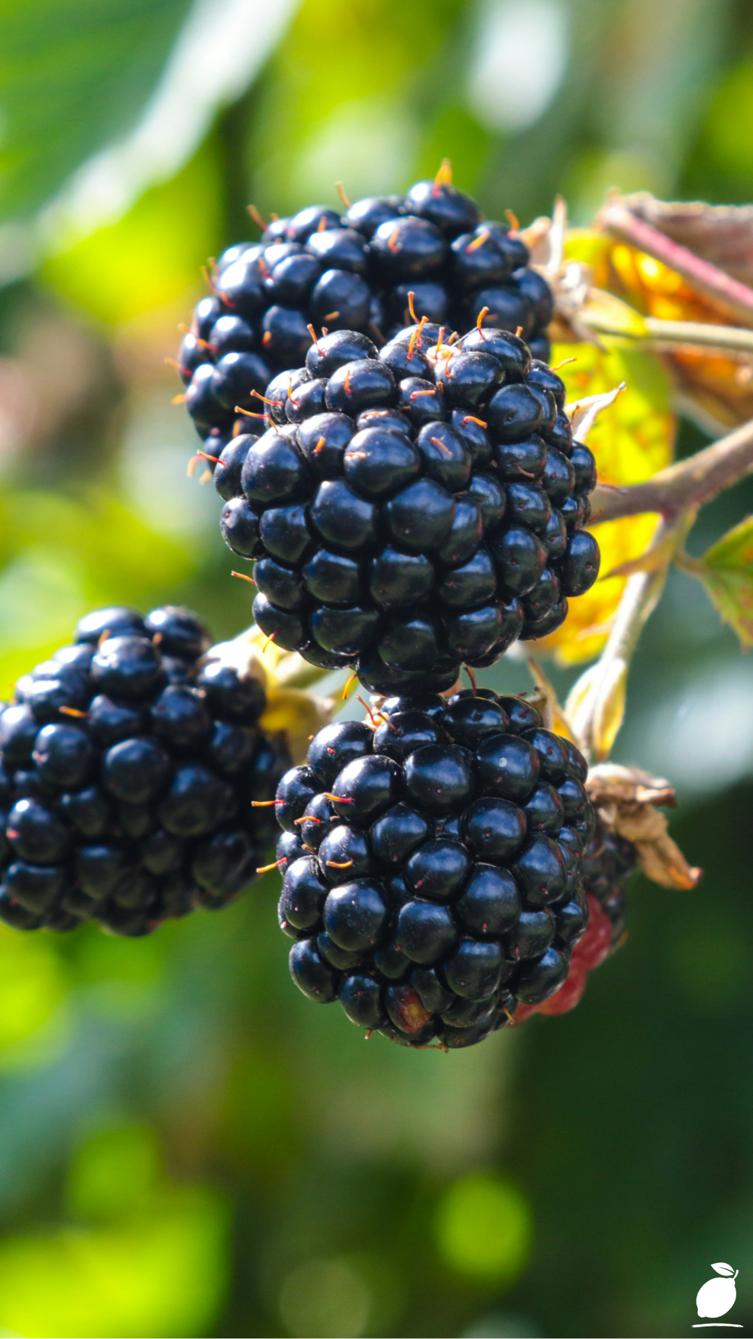 The Best Place to Plant Blackberries