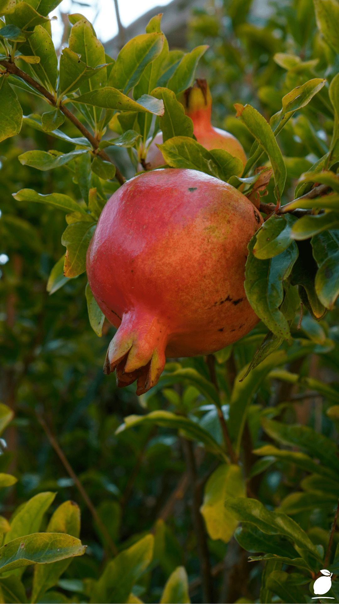 How to Grow a Pomegranate Tree in a Pot Easily