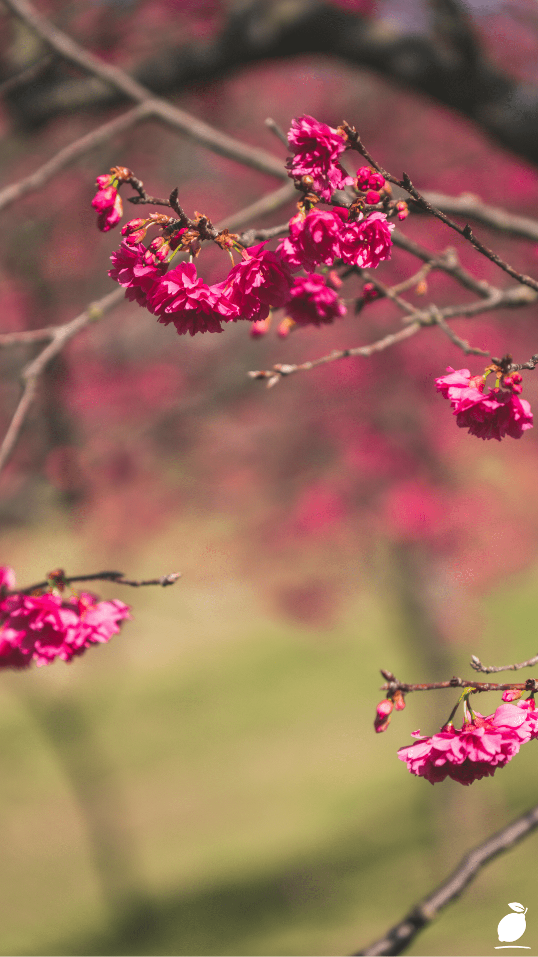 Tips For Growing Cherry Trees