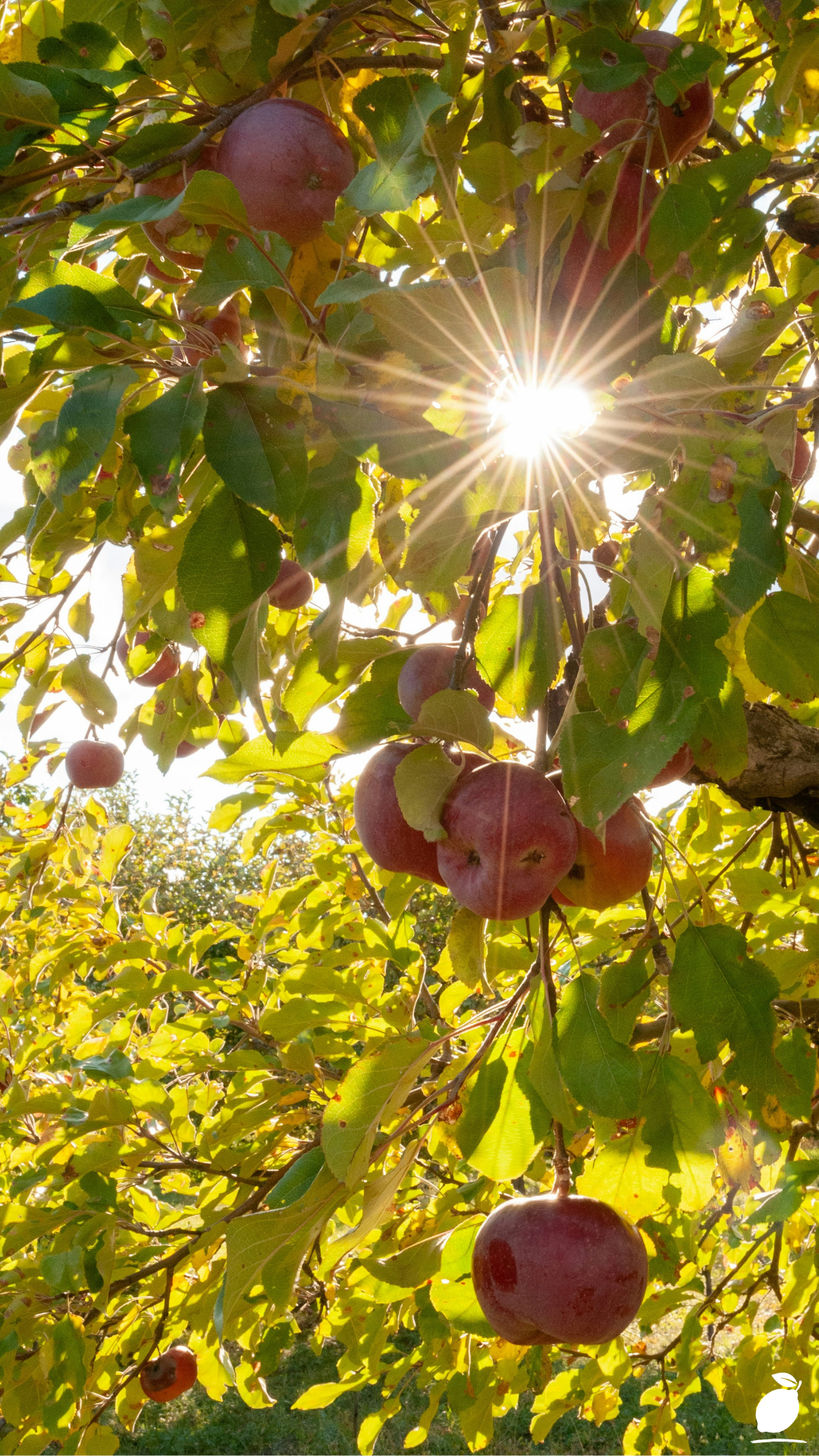 Tips For Growing Cherry Trees