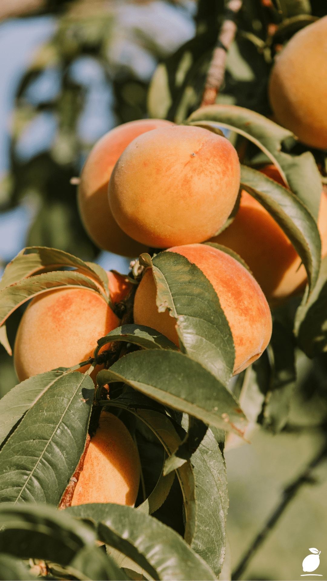 How To Keep a Peach Tree Small