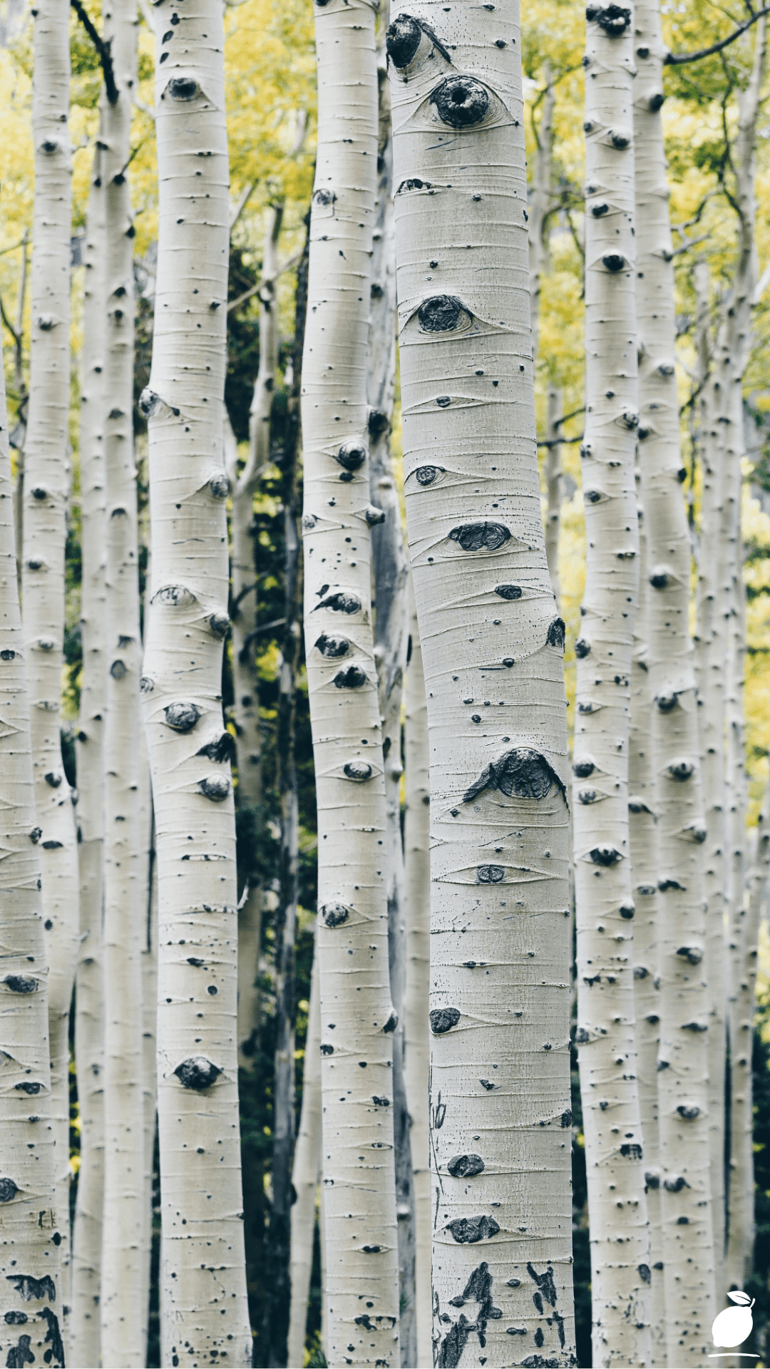 Dwarf Birch Trees For Landscaping