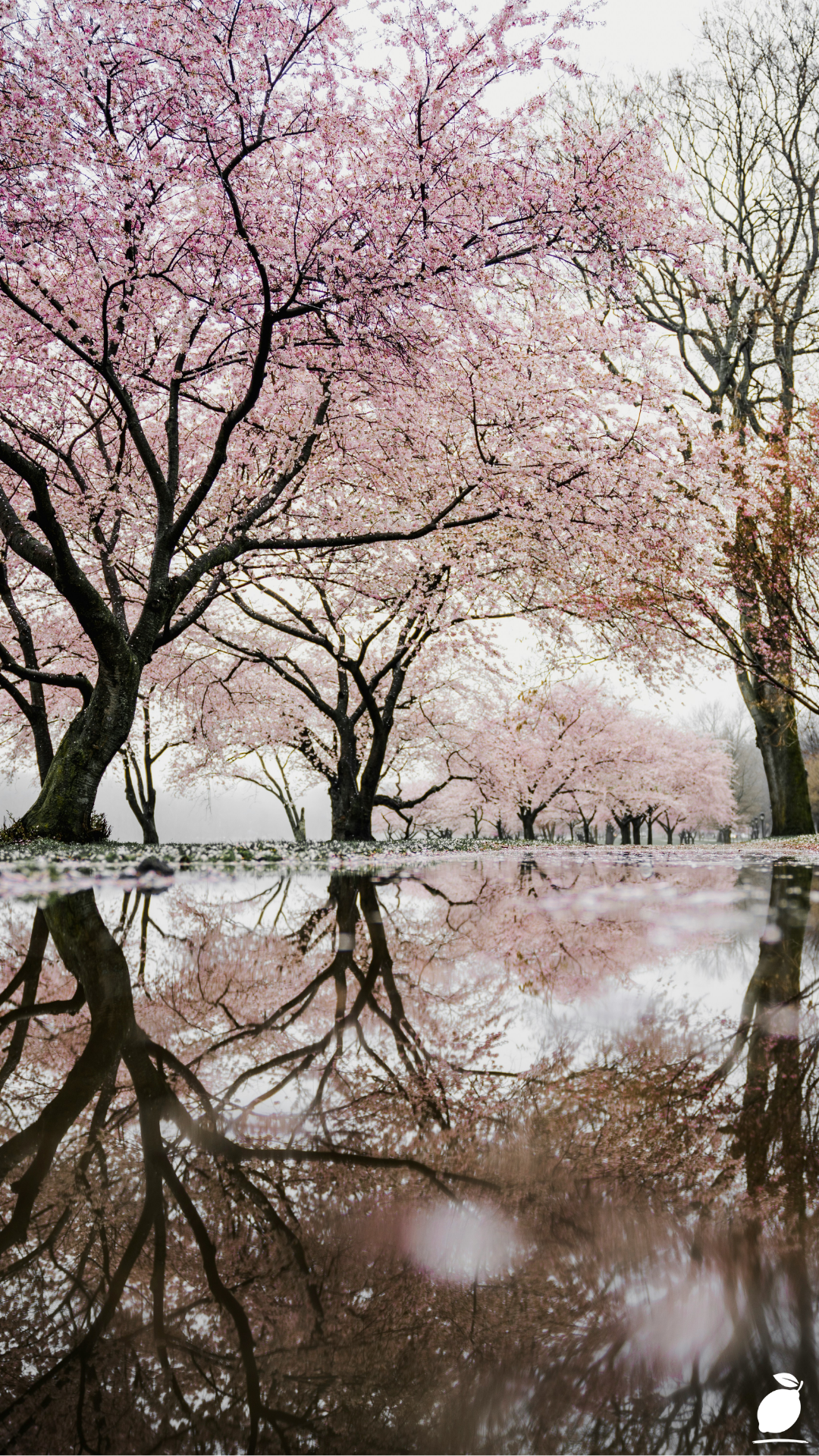 How to Grow a Cherry Blossom Tree