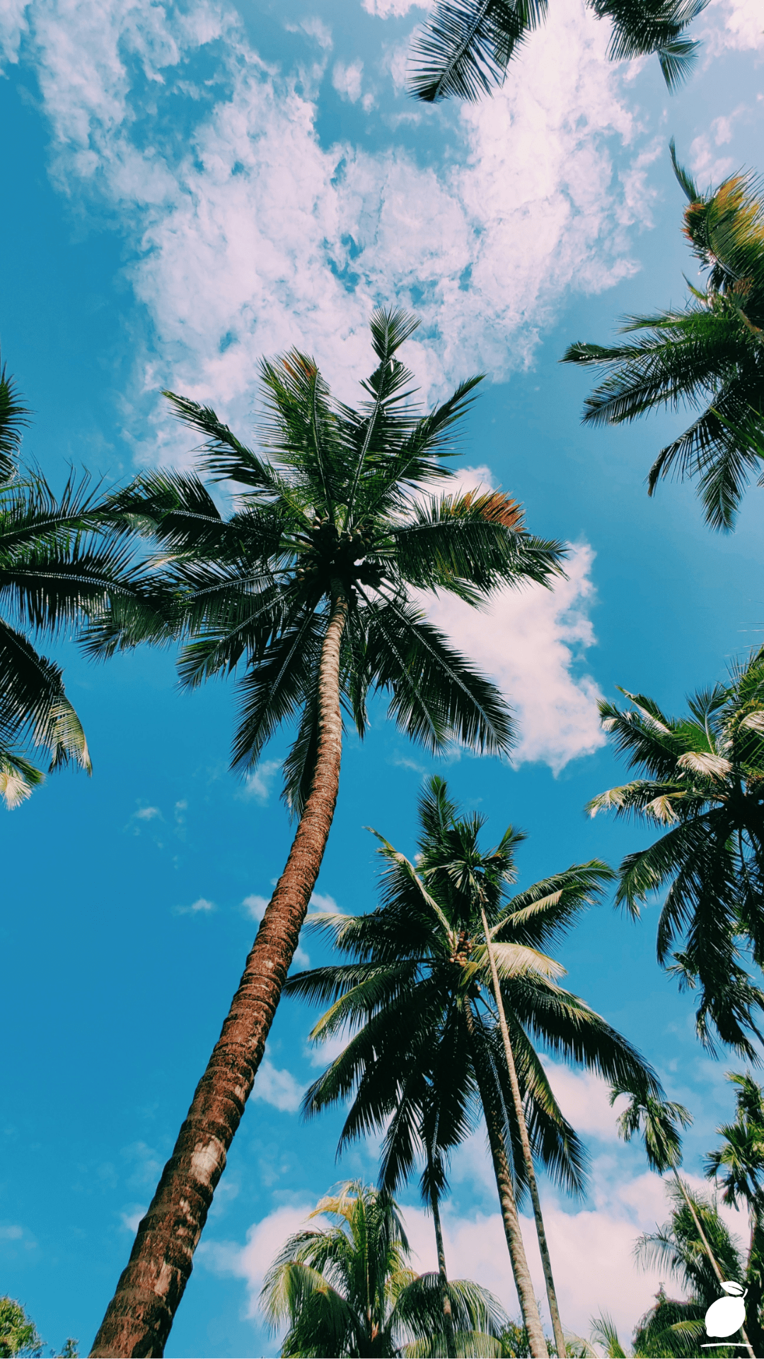 The Difference Between Palm Trees and Coconut Trees
