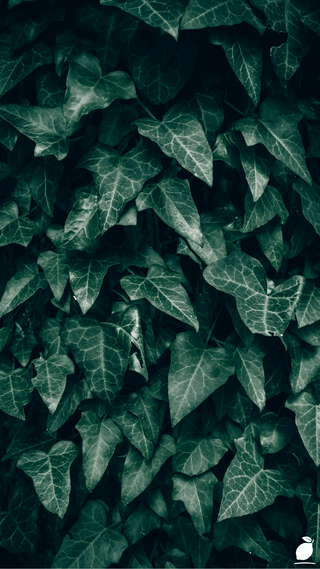 Transform Your Landscape with Evergreen Shrubs