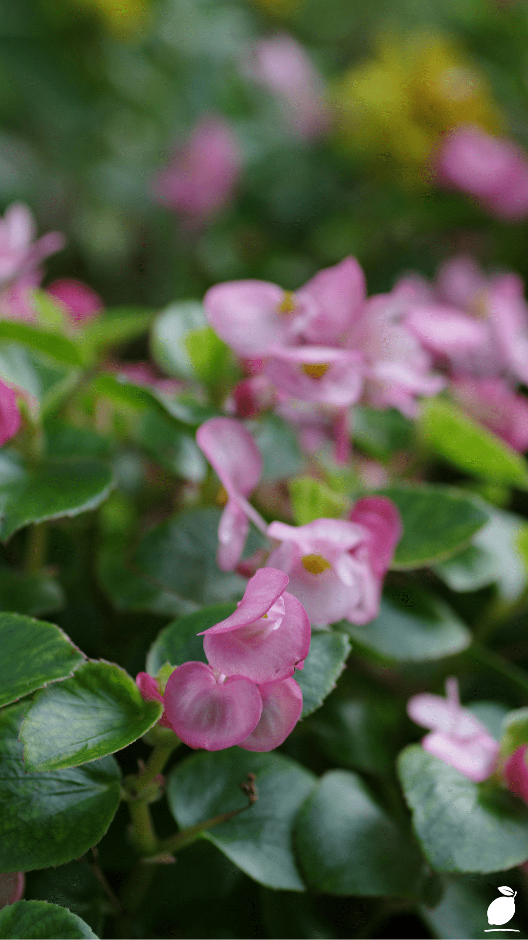 Transforming Your Garden with Vibrant Begonias in Pots