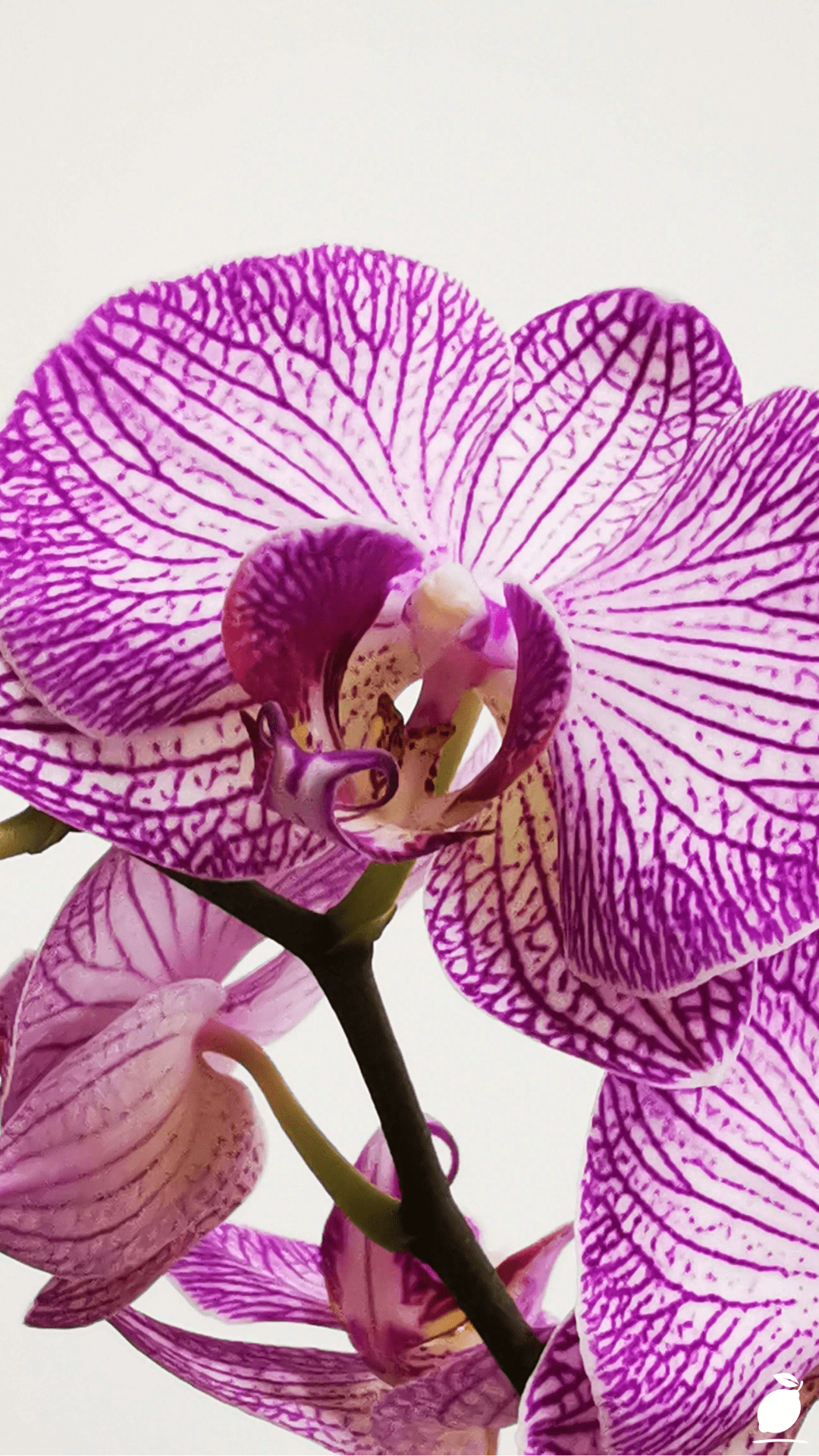 How To Make Orchids Bloom Again