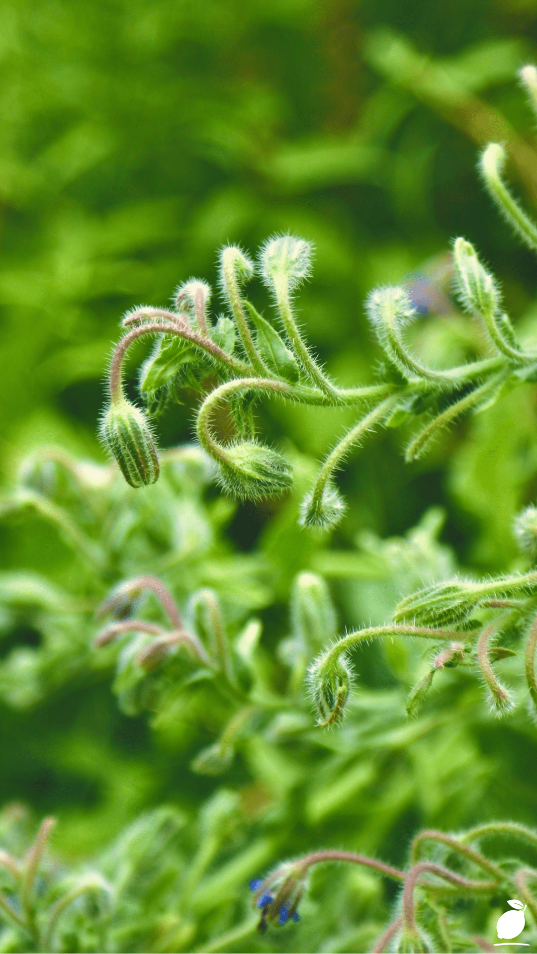Frizzle Sizzle Albuca Spiralis Care Guide
