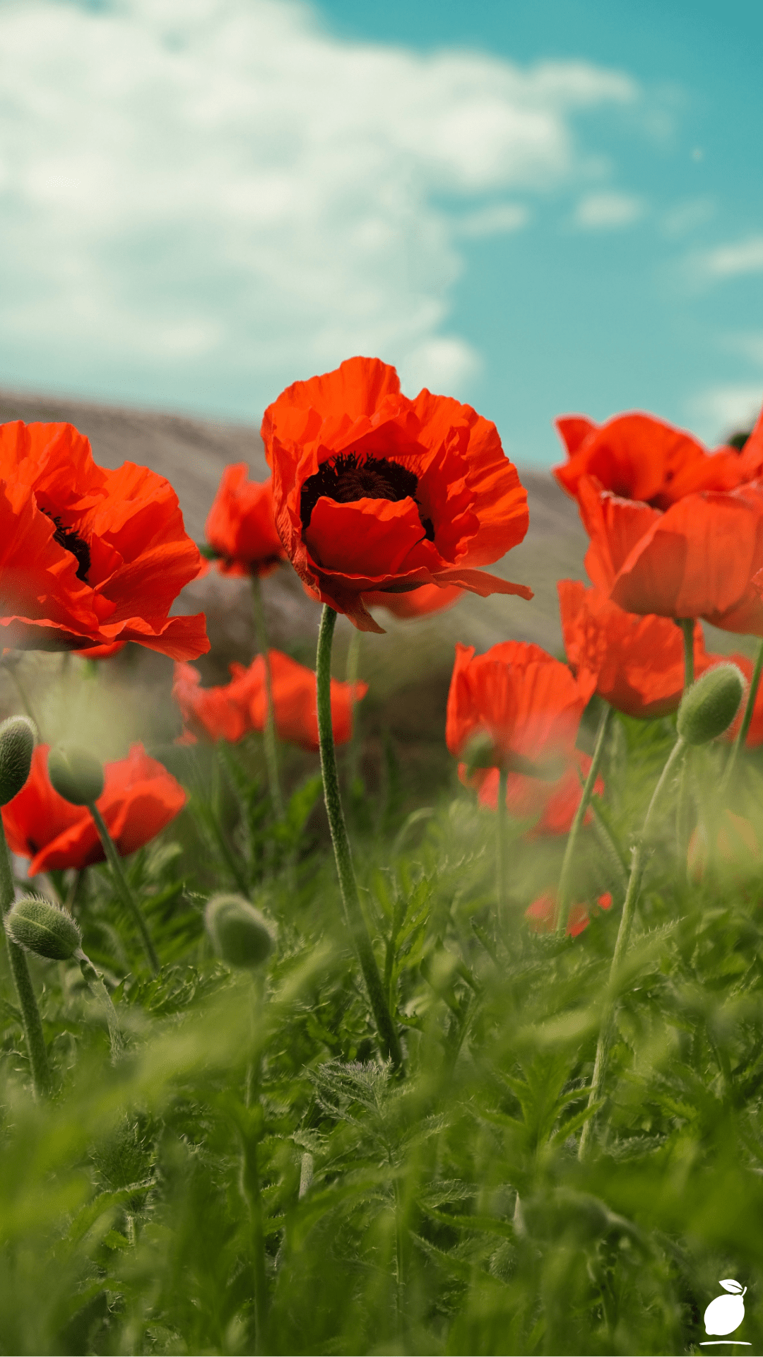 Poppy Flower Garden Care Guide