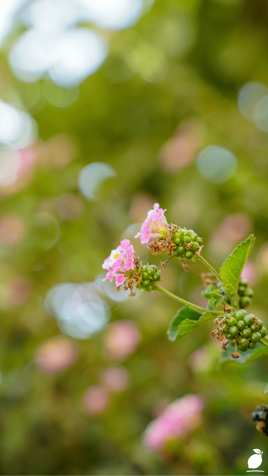 How To Grow Lantana Flowers In Pots