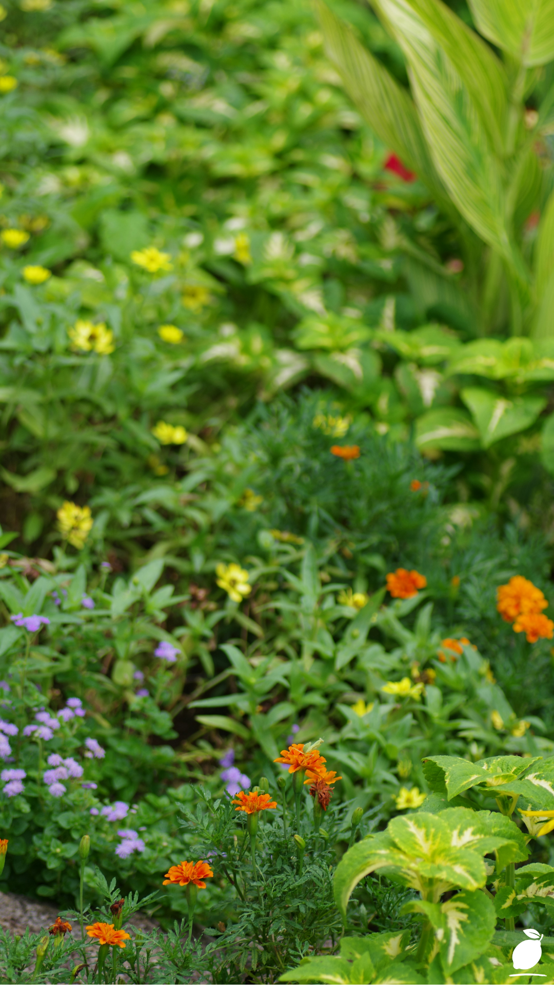 How Mosquito Repelling Plants End Summer Stress