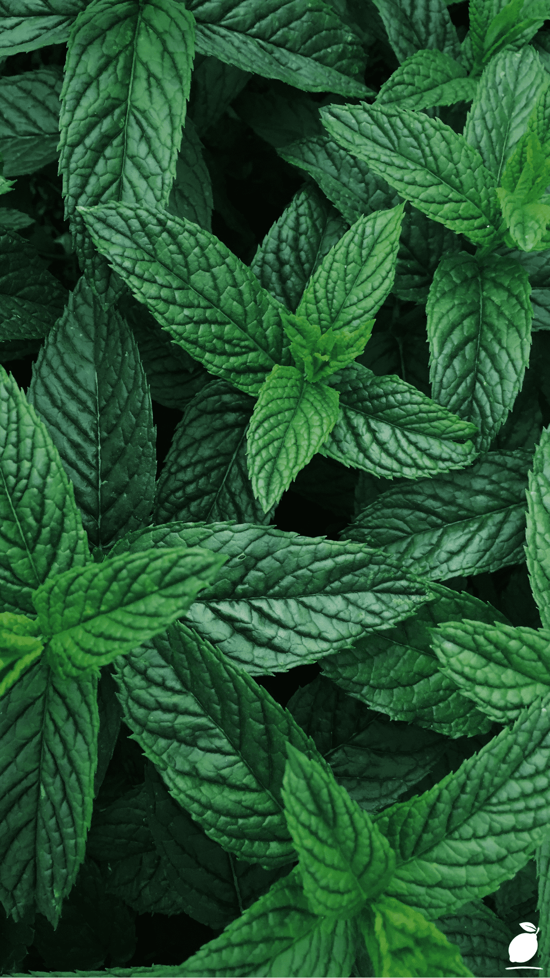 The Best Plants That Keep Bugs Away