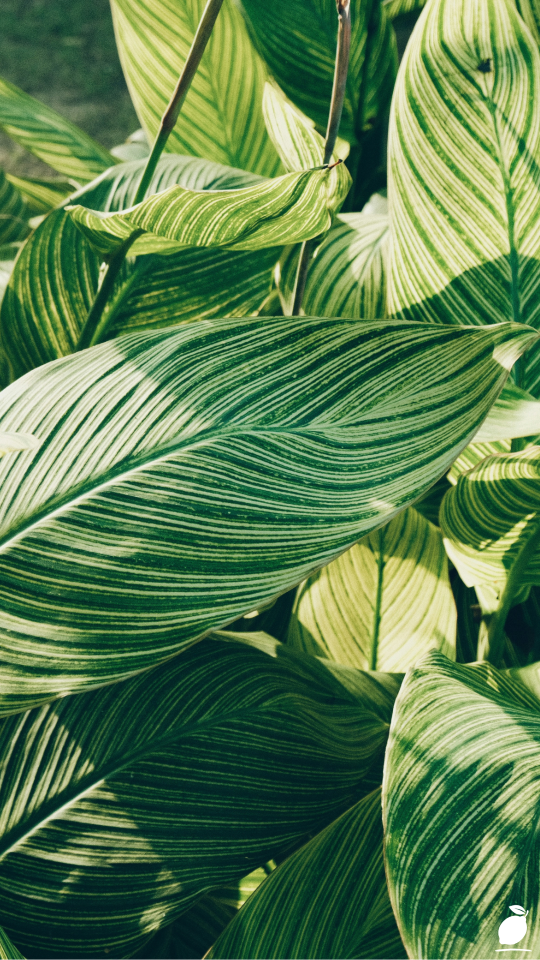 The Best Guide to Hostas Landscaping
