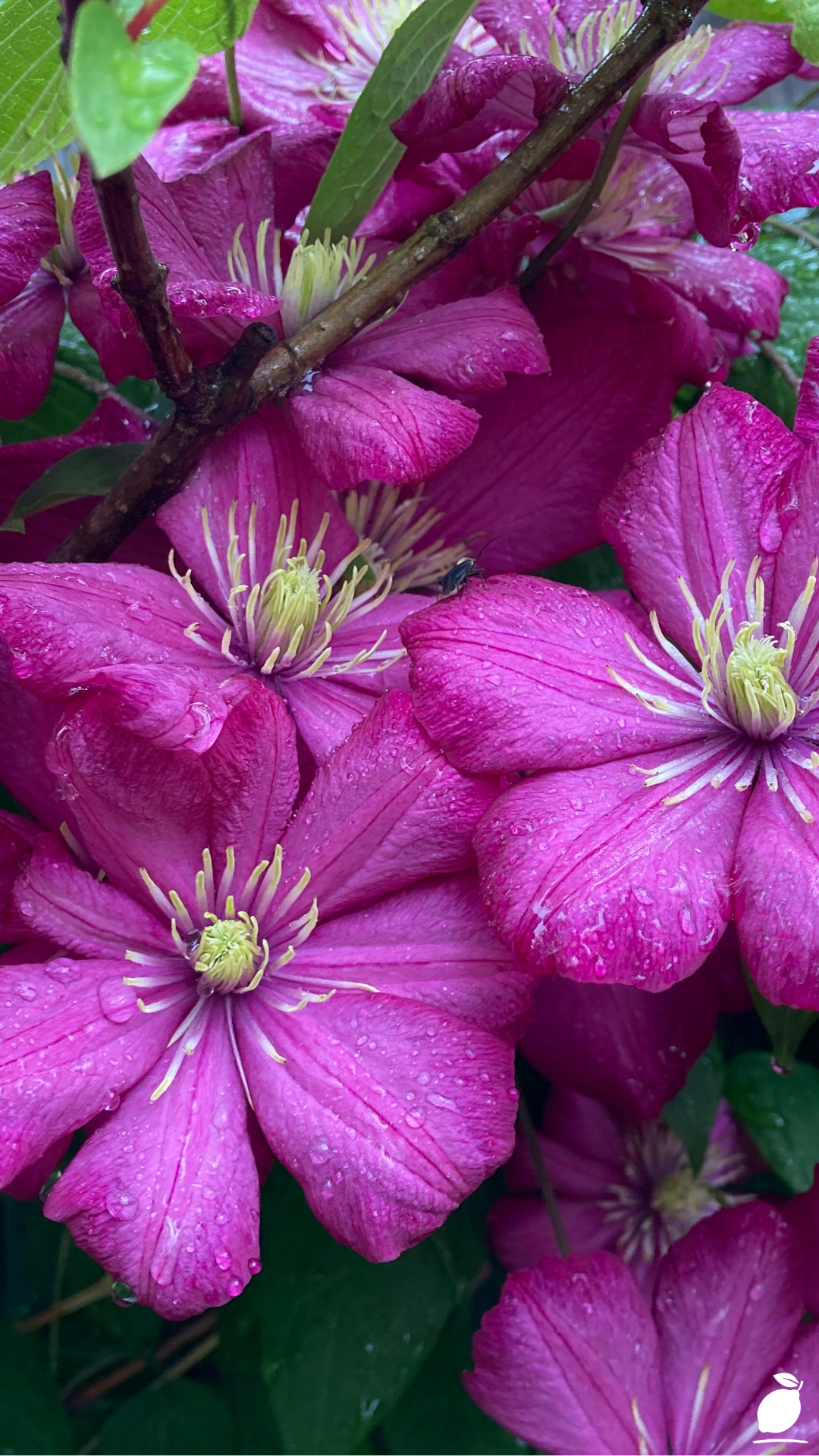 How to Grow Clematis in Containers